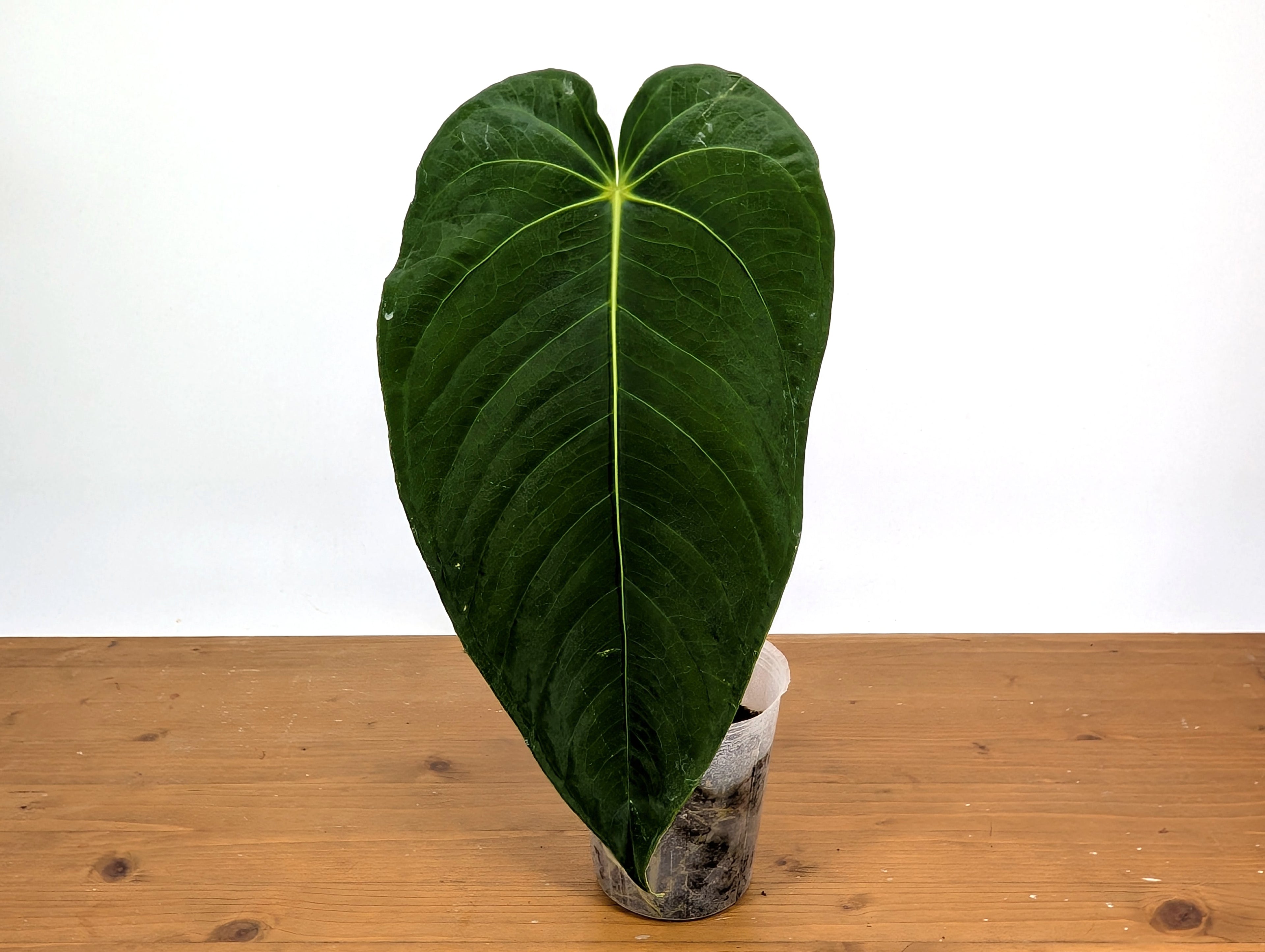 Anthurium Waterburyanum