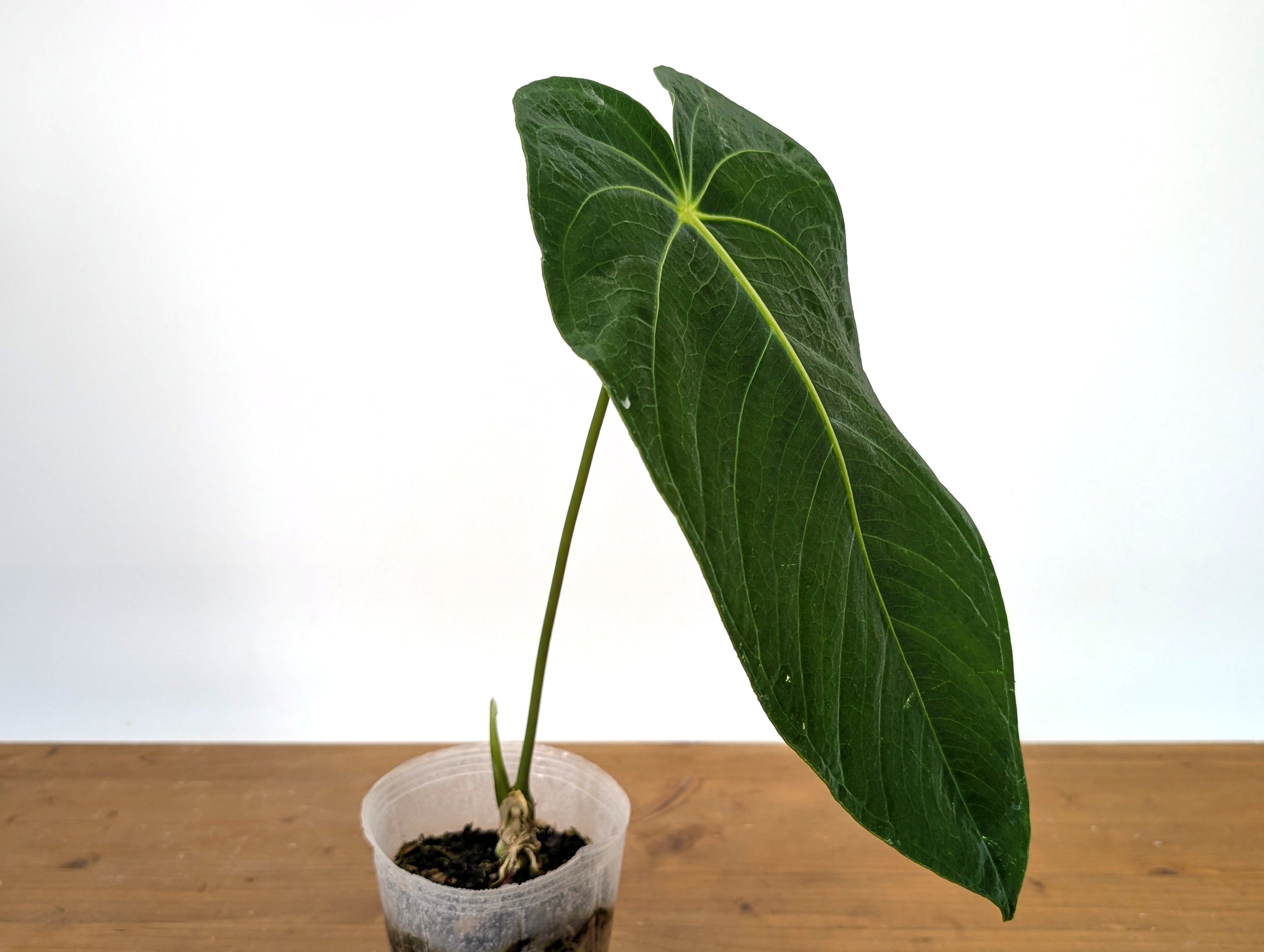 Anthurium Waterburyanum