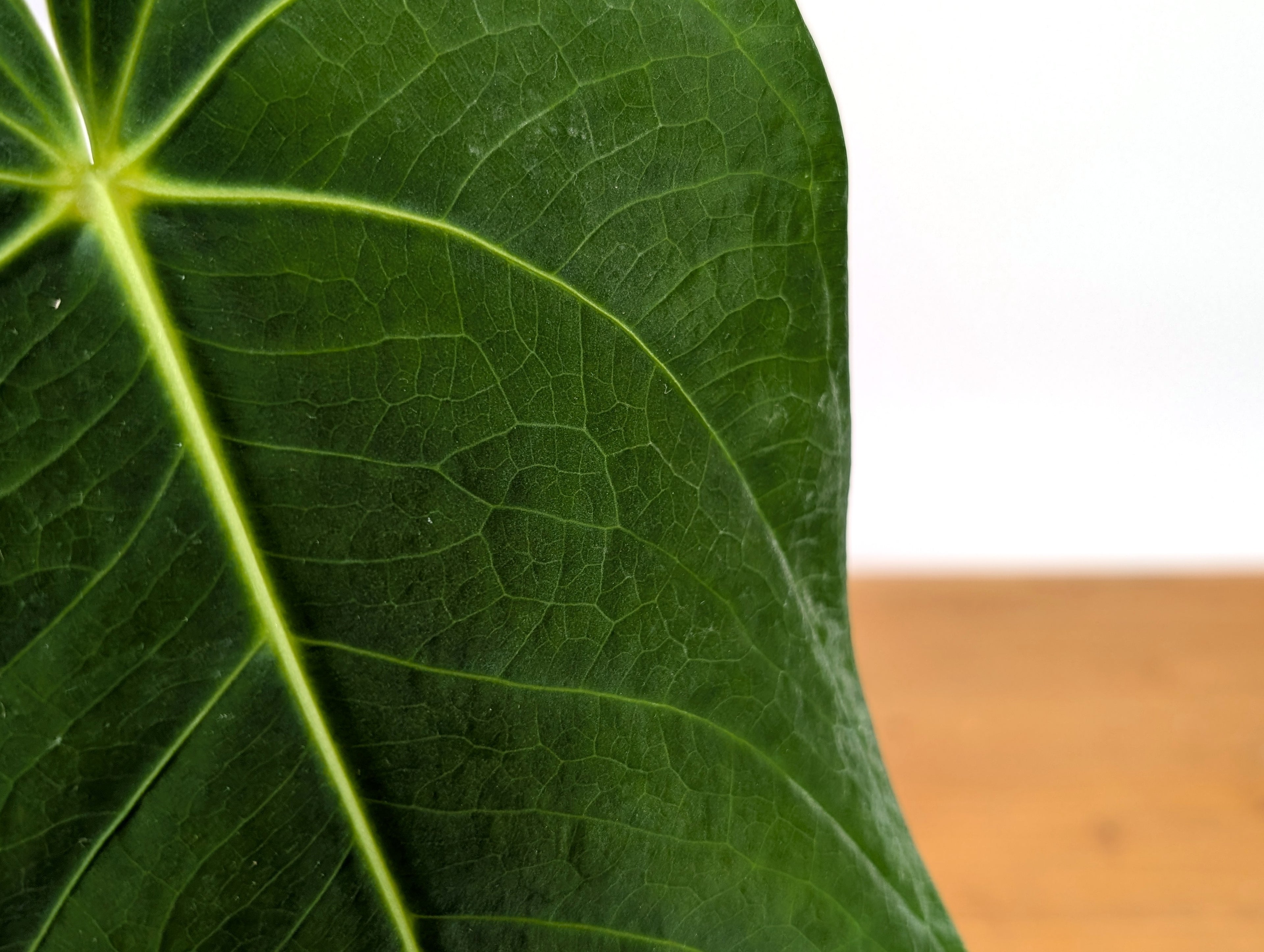 Anthurium Waterburyanum