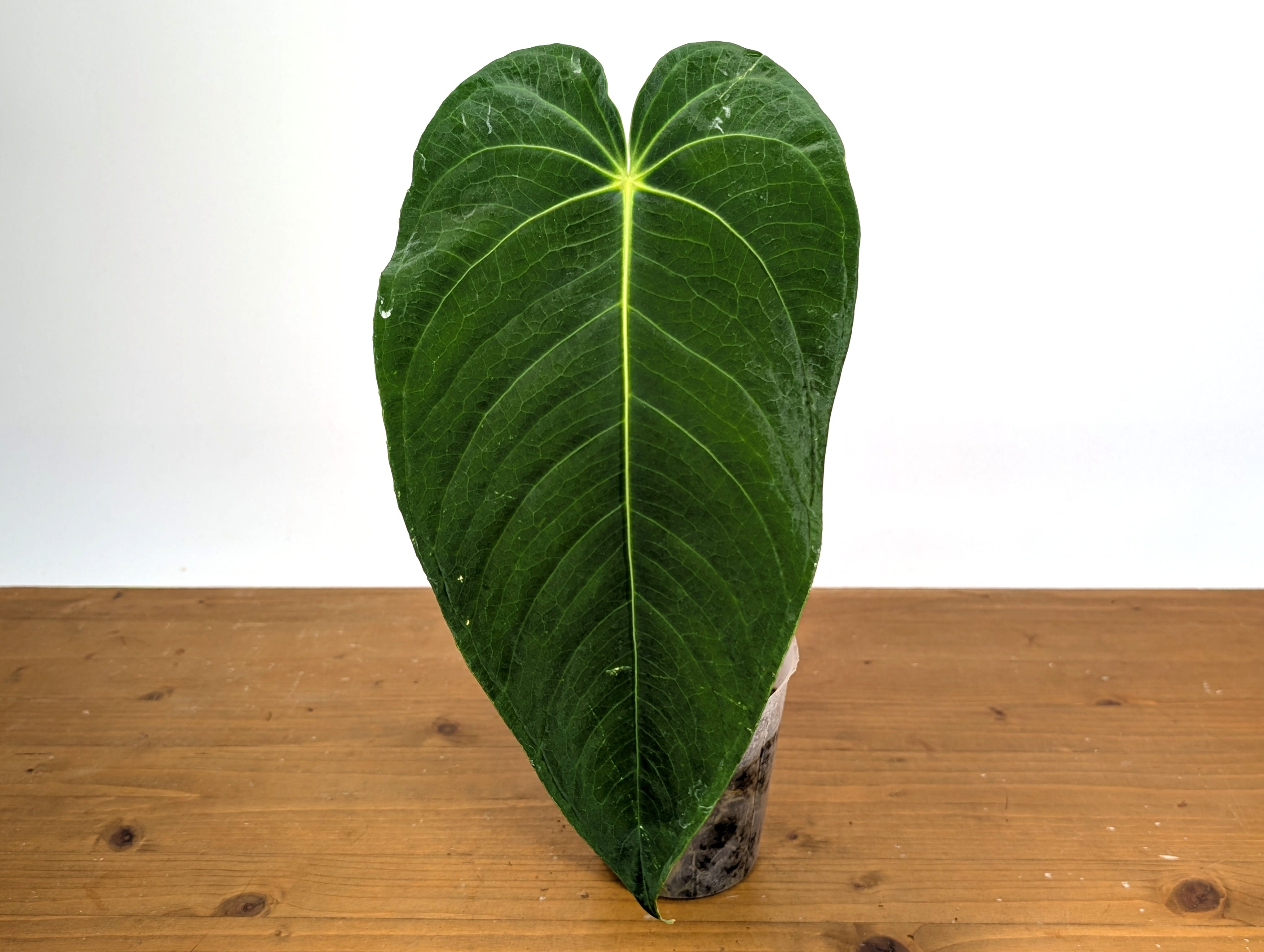 anthurium warocqueanum x anthurium waterburyanum Anthurium Waterburyanum