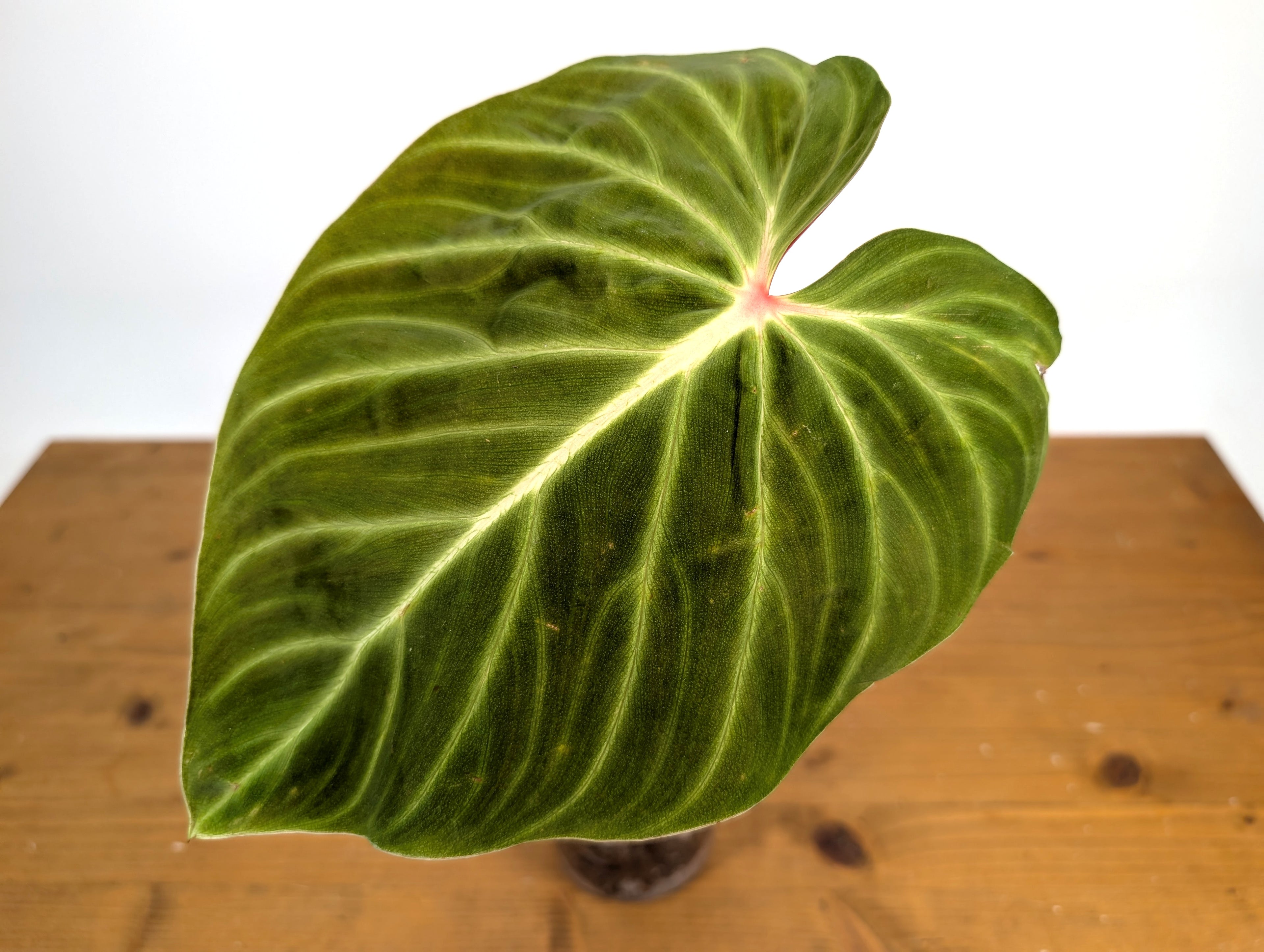 Philodendron Verrucosum &