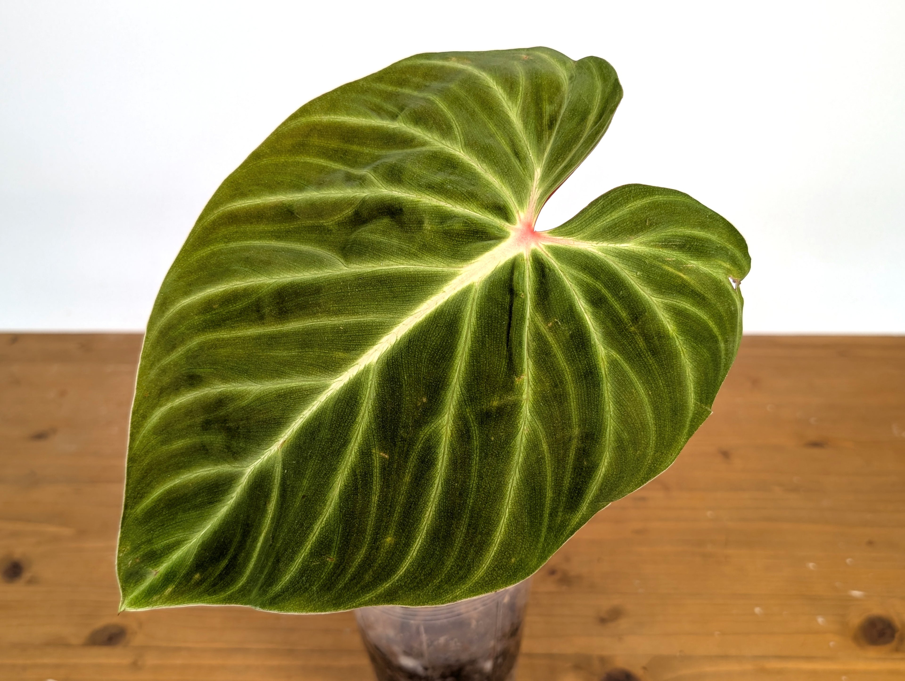 Philodendron Verrucosum &