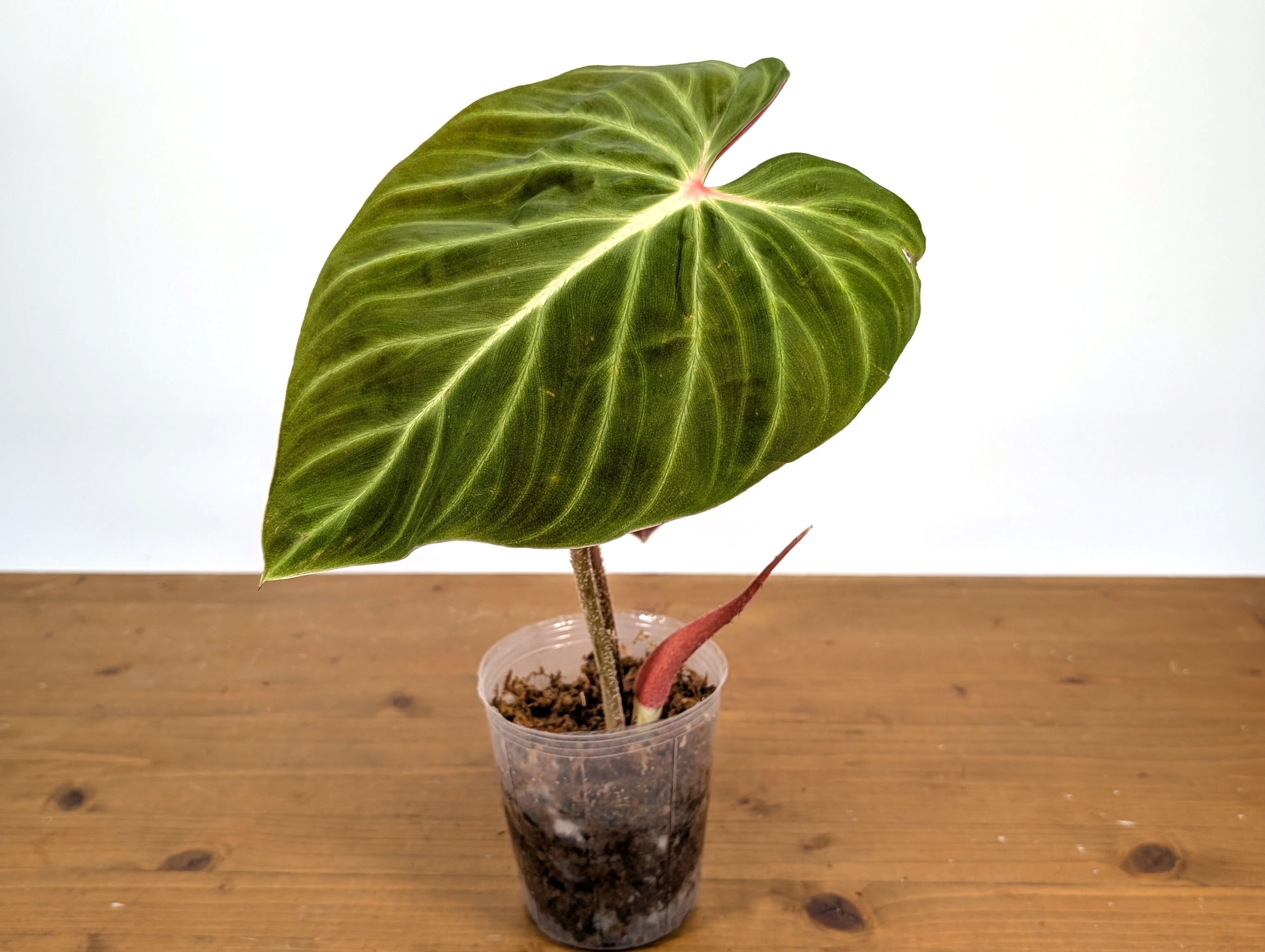 Philodendron Verrucosum &