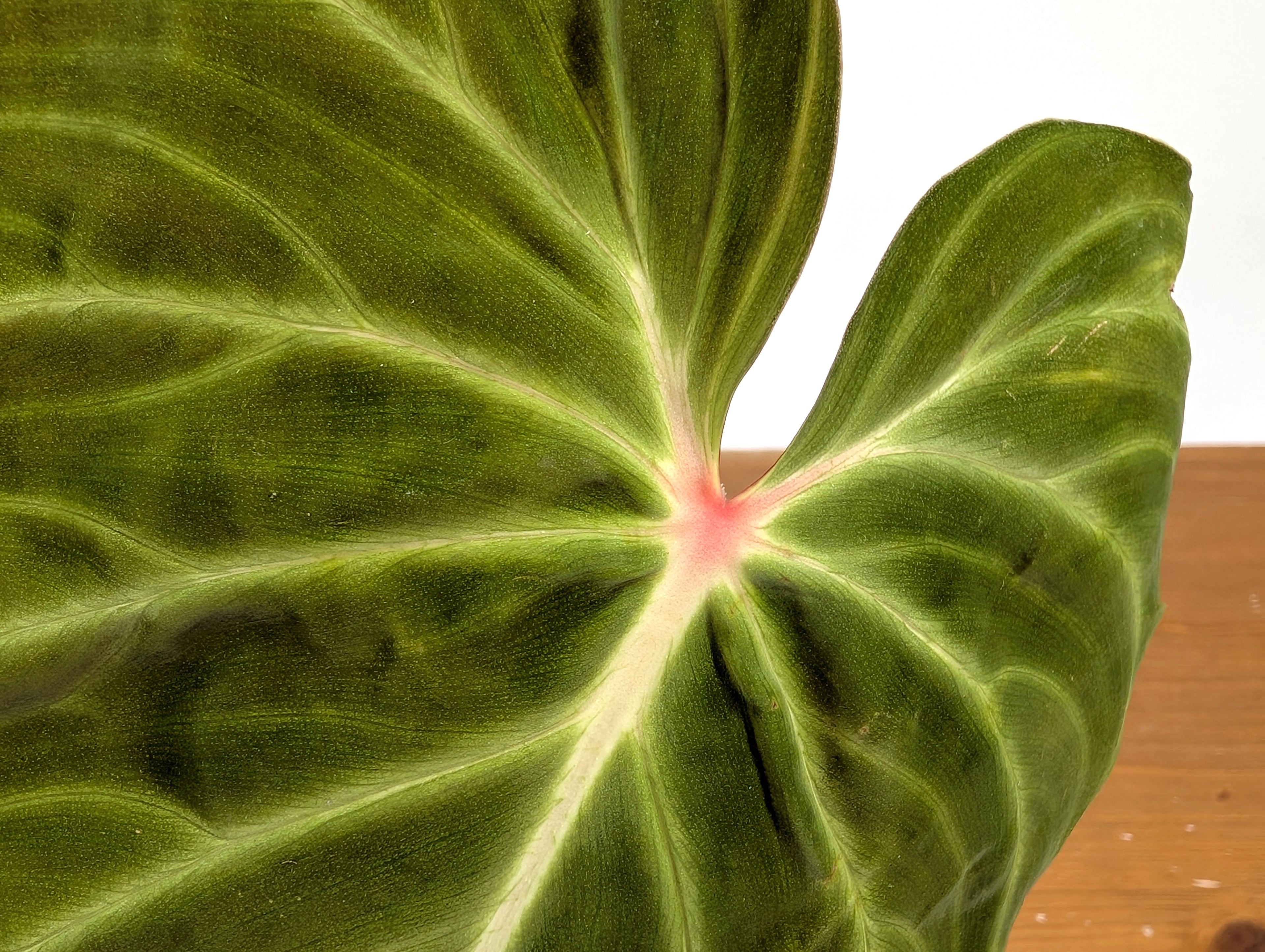 Philodendron Verrucosum &