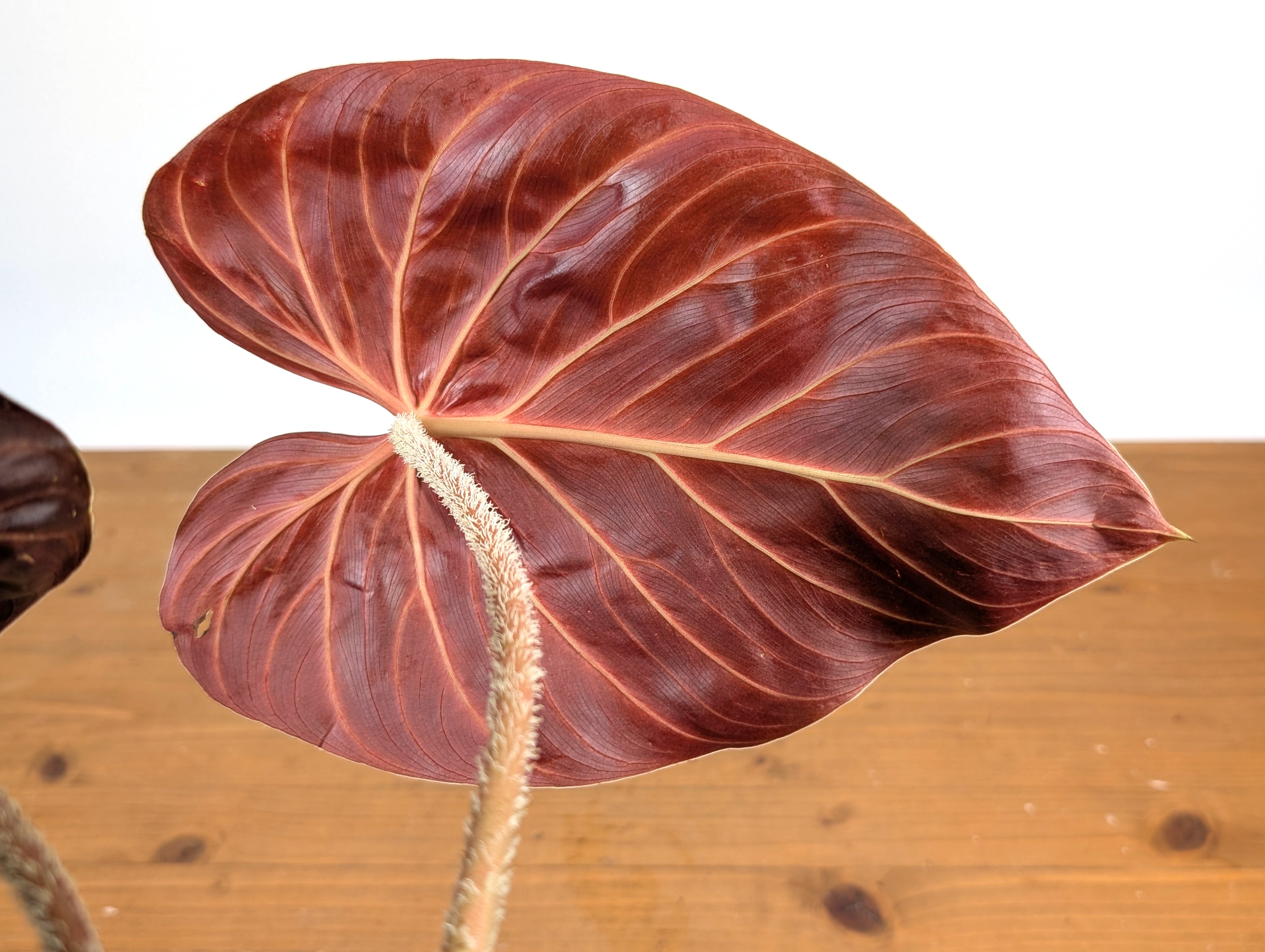 Philodendron Verrucosum &