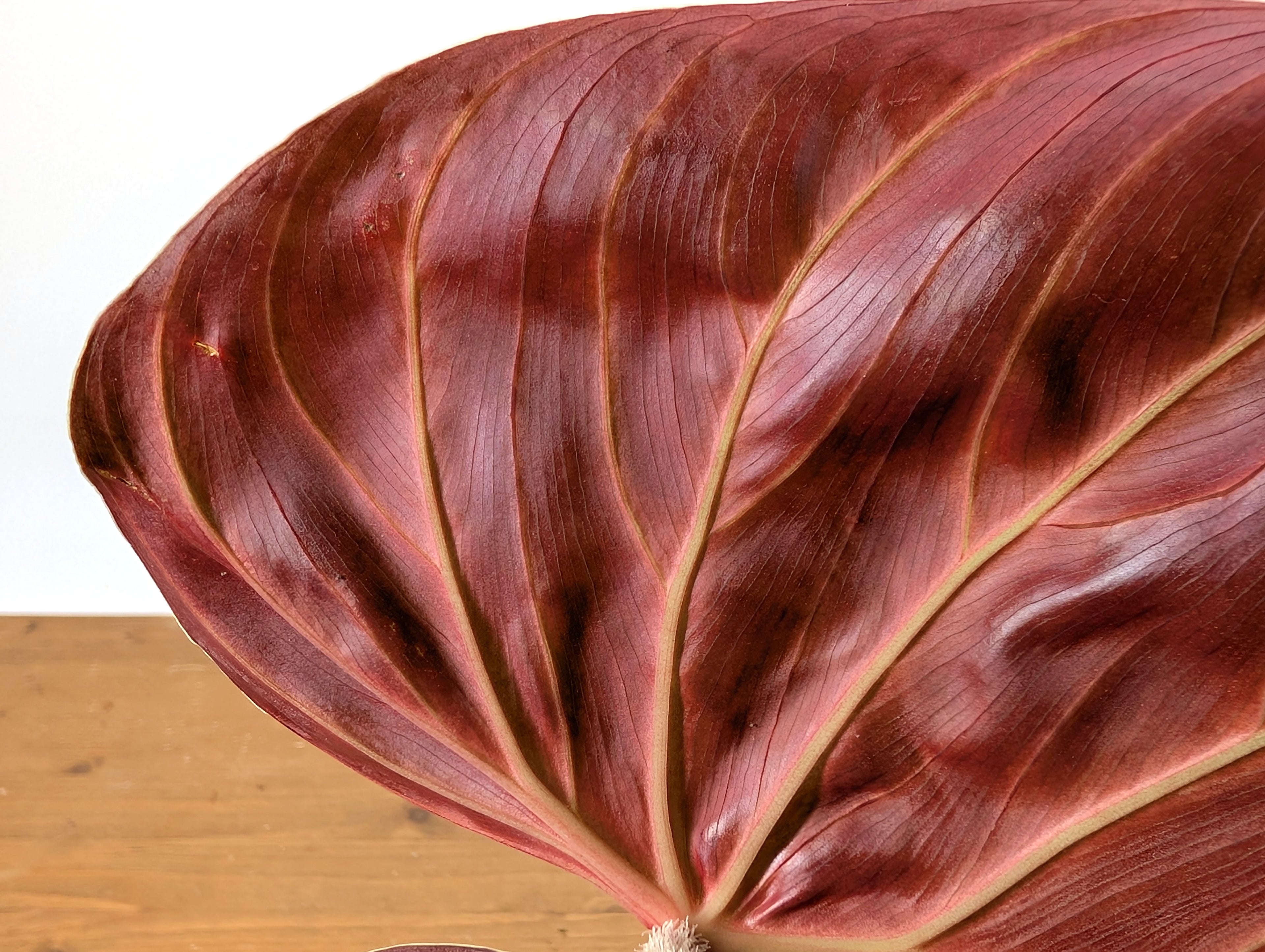 Philodendron Verrucosum &