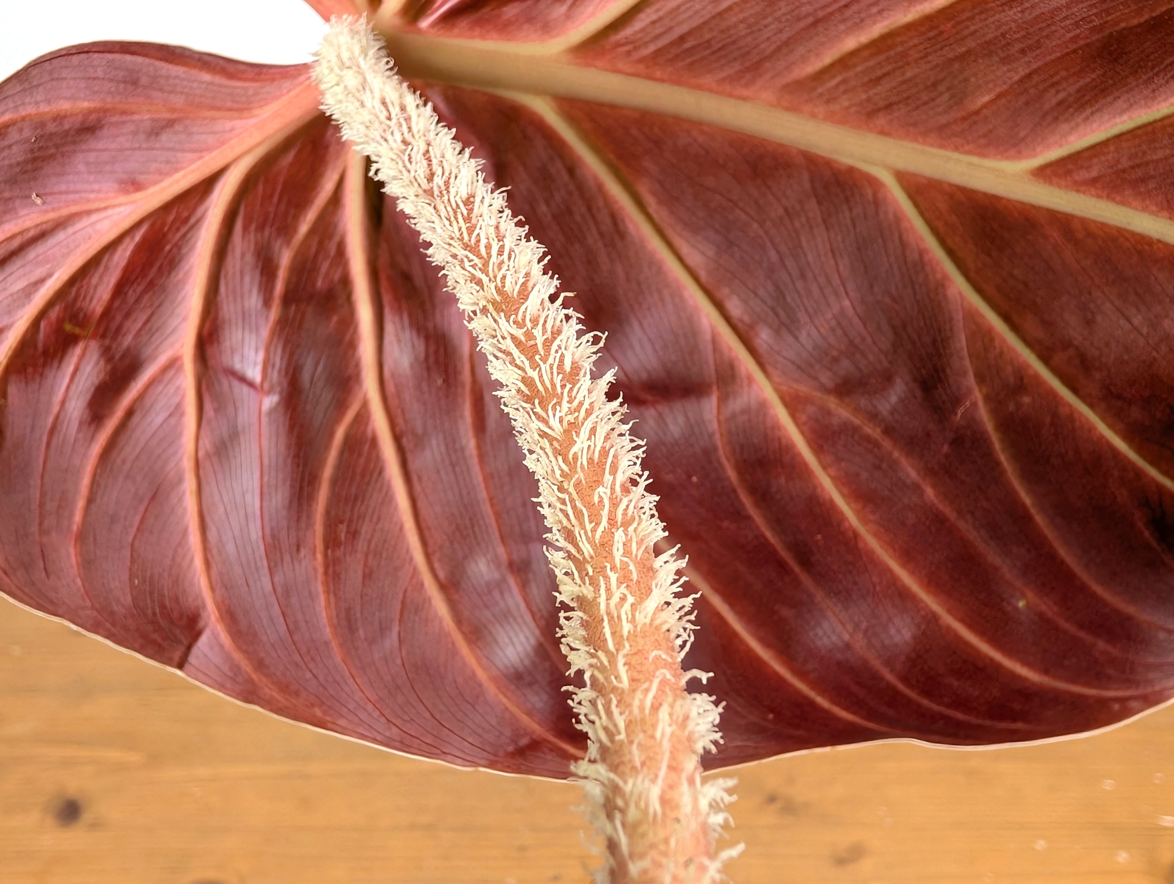 Philodendron Verrucosum &