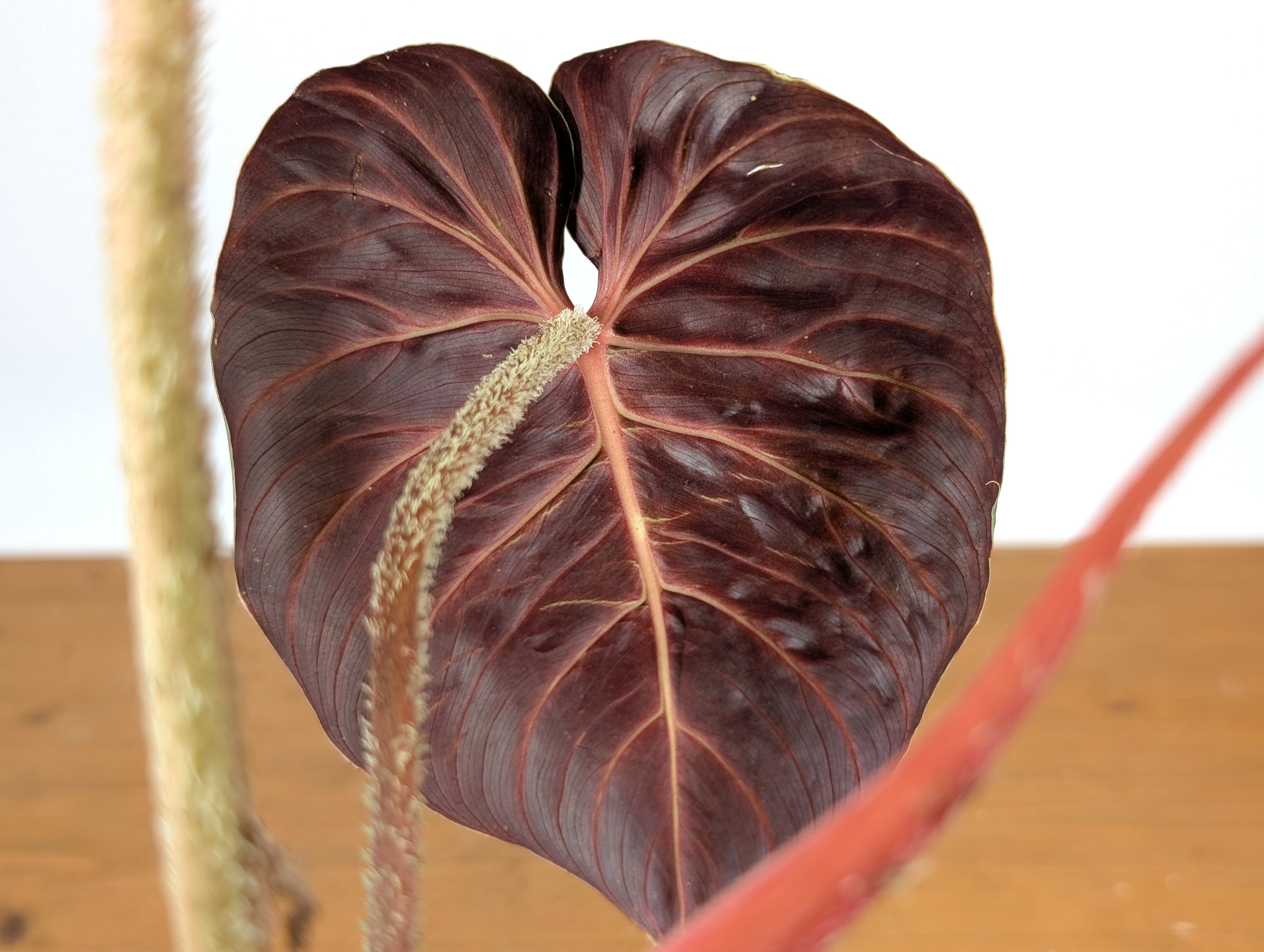 Philodendron Verrucosum &