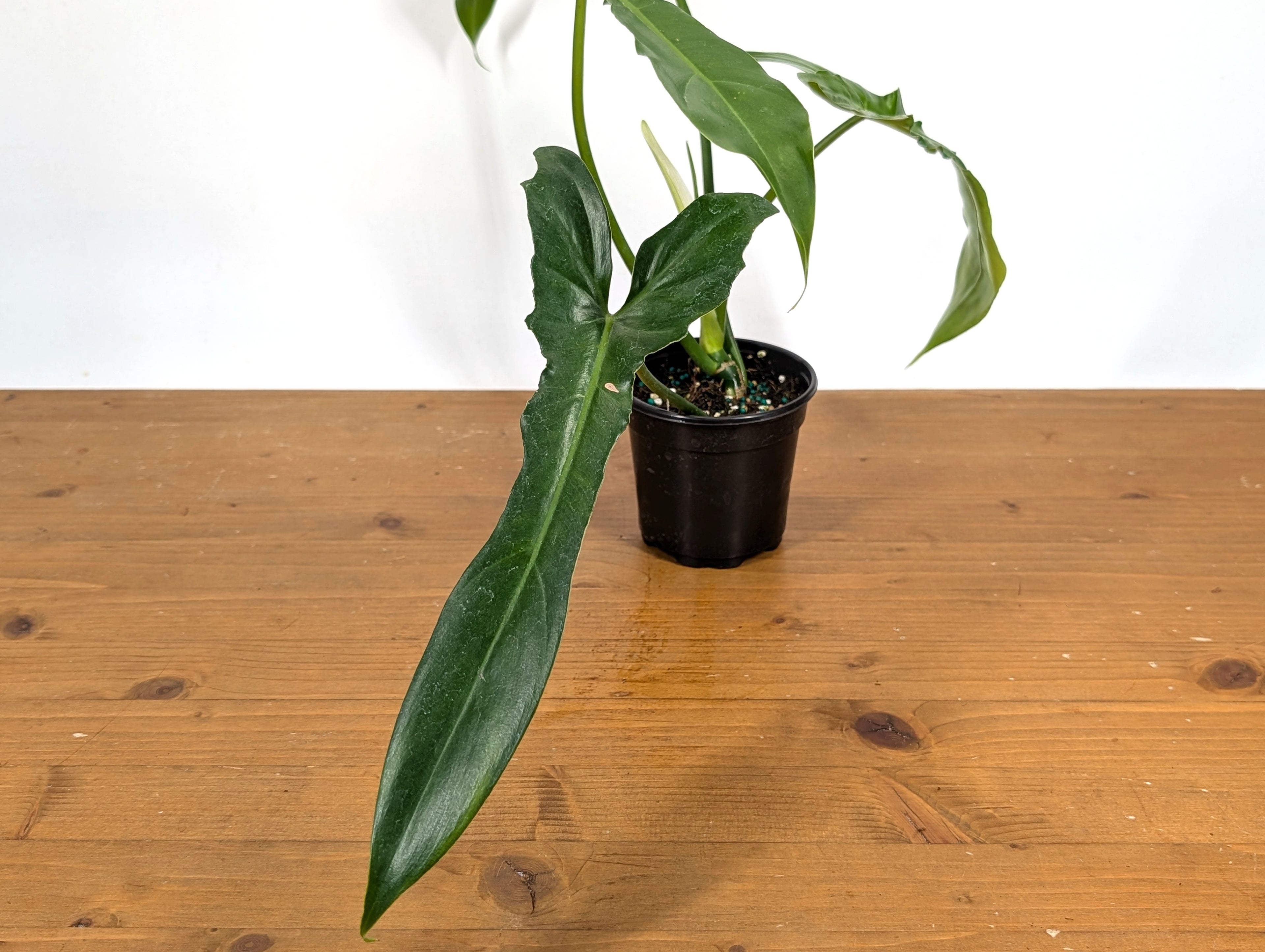 Philodendron Florida Beauty x Bob Cee
