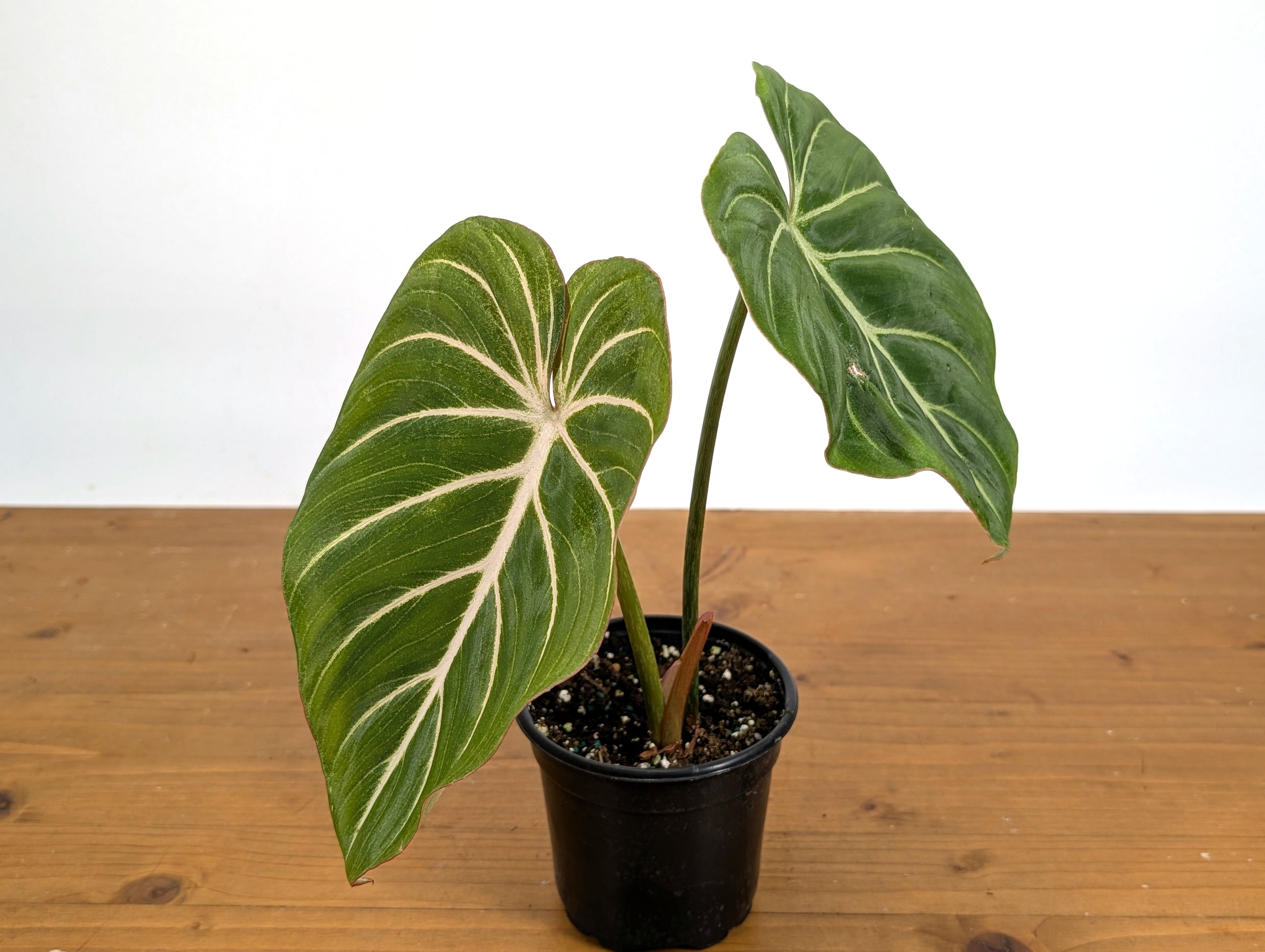 Philodendron Gloriosum Zebra &