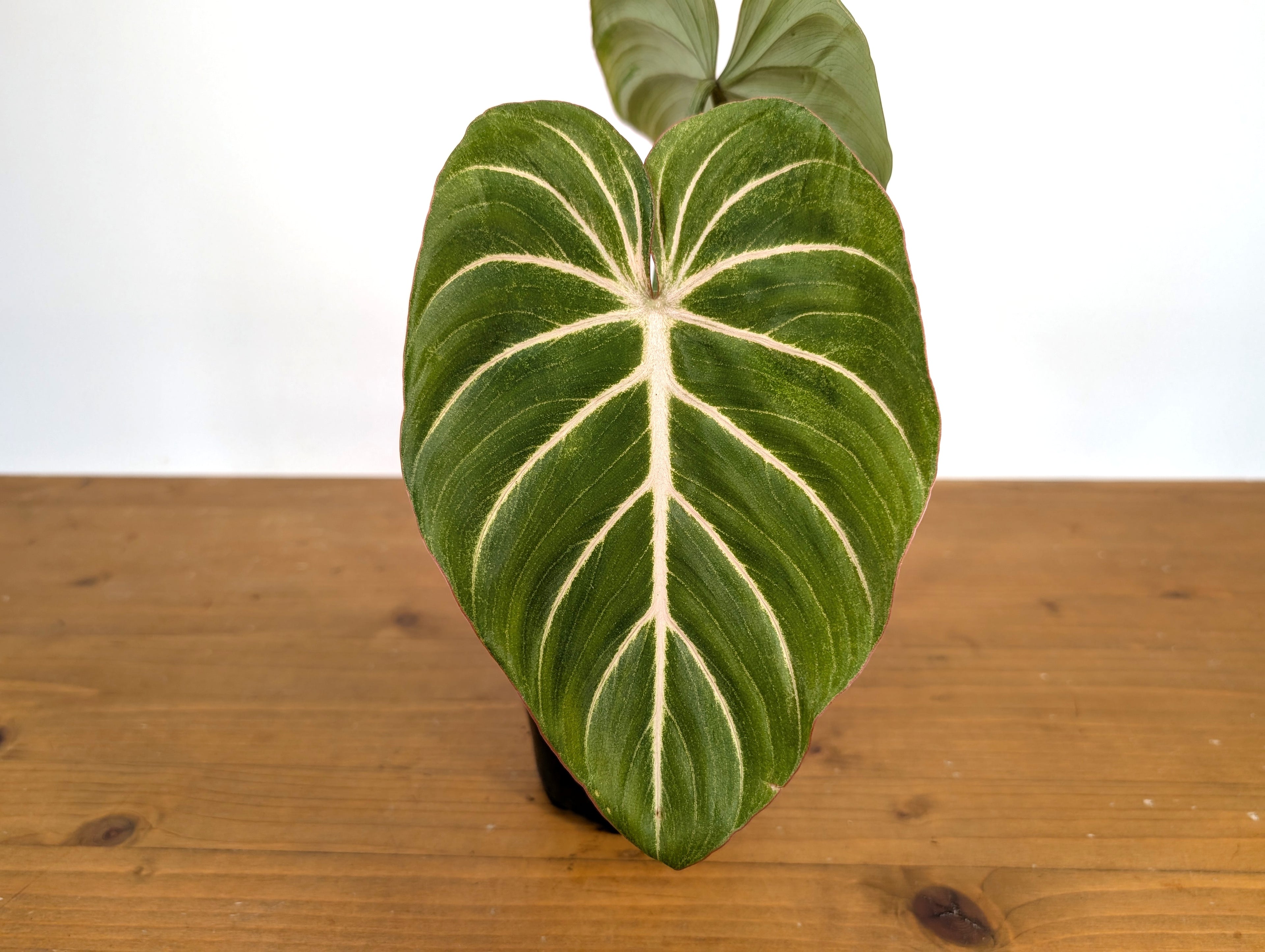Philodendron Gloriosum Zebra &
