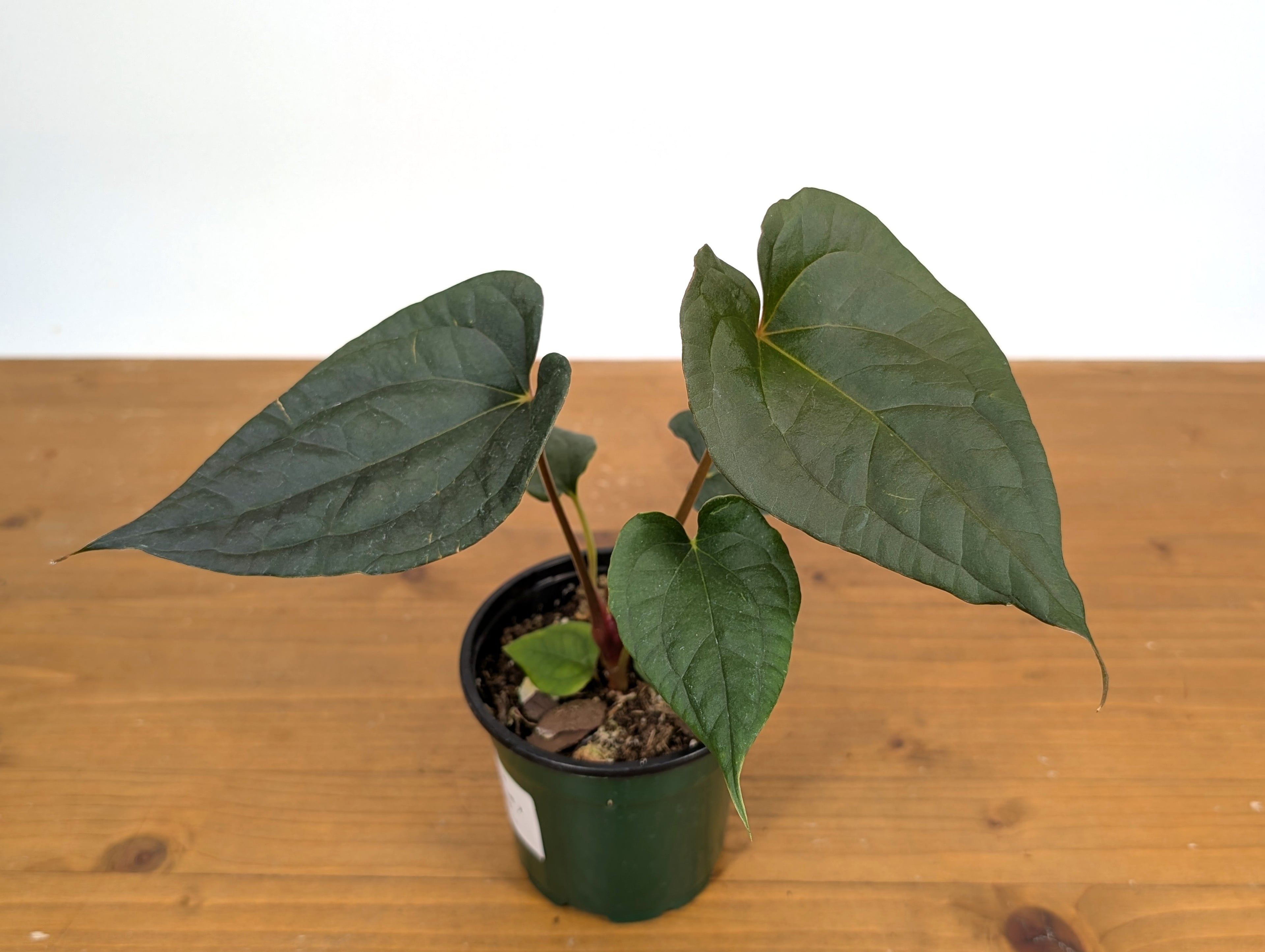 Anthurium Papillilaminum x Luxurians