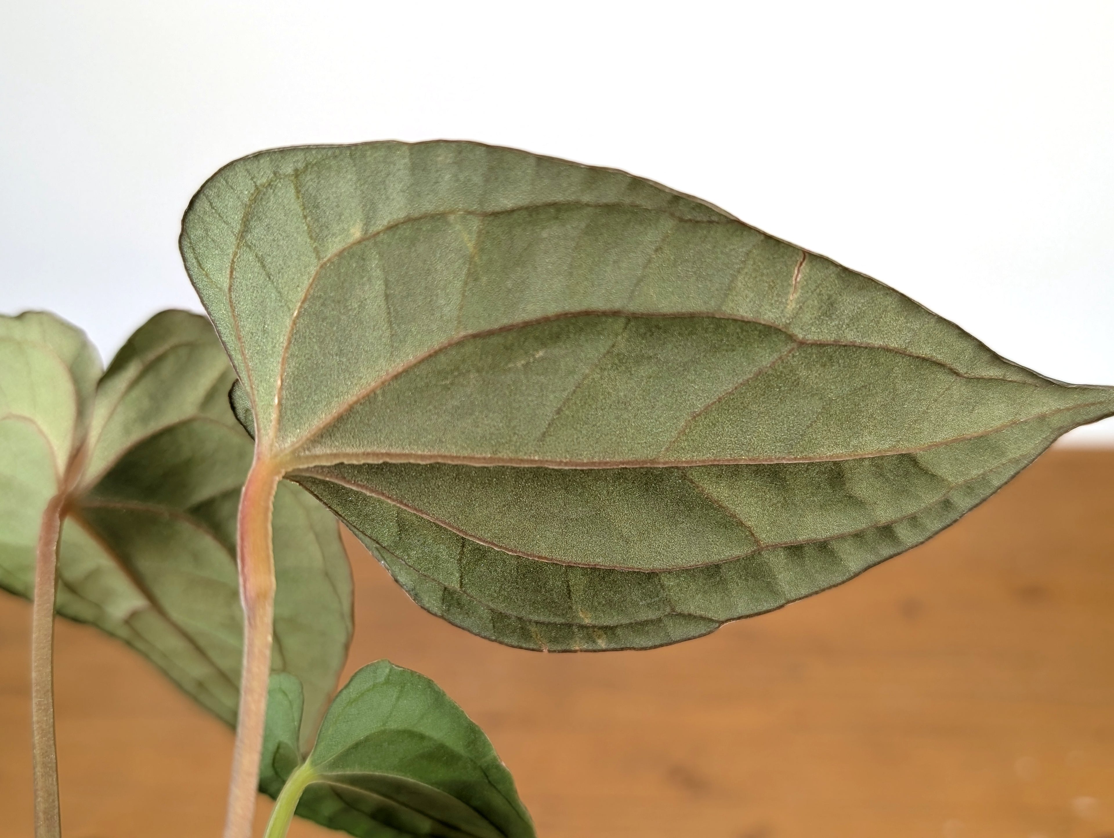 Anthurium Papillilaminum x Luxurians