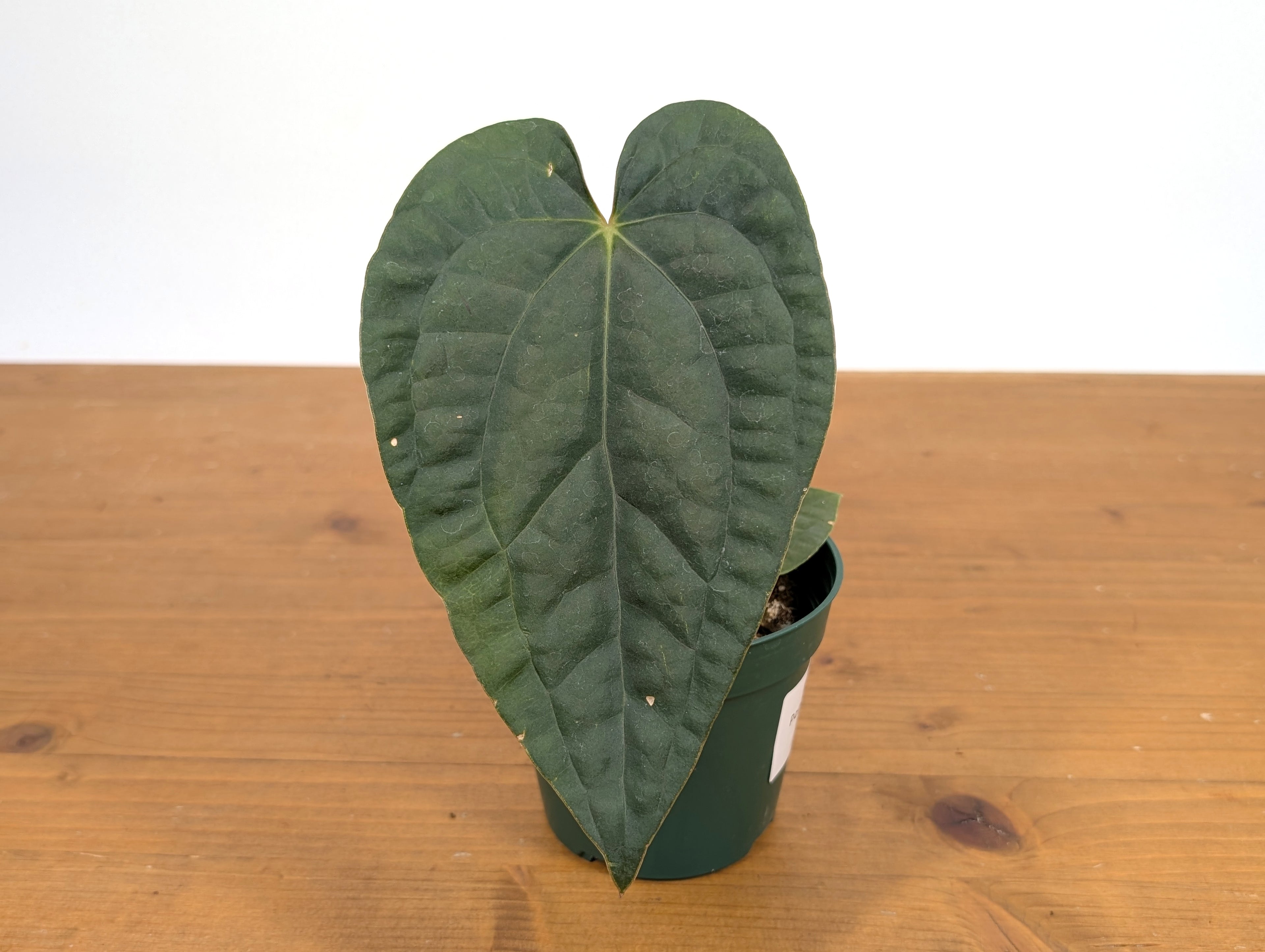 Anthurium Papillilaminum x Luxurians