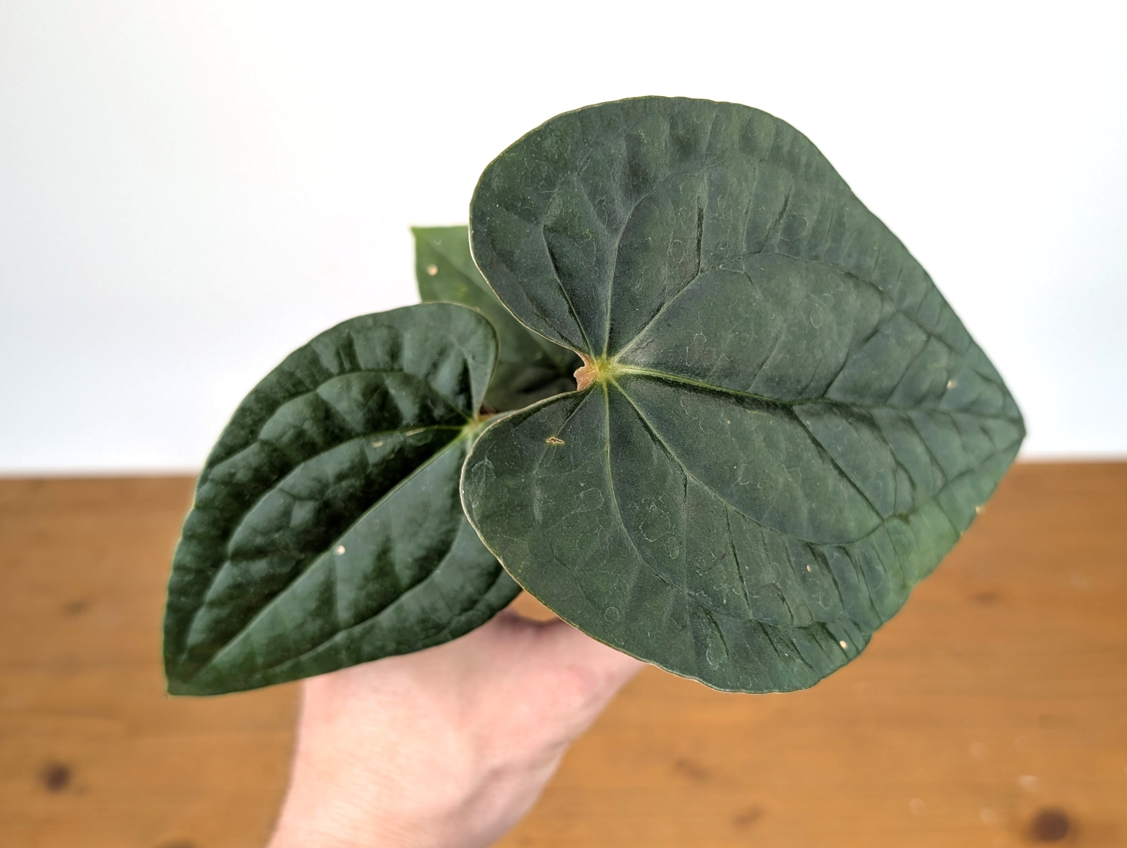 Anthurium Papillilaminum x Luxurians