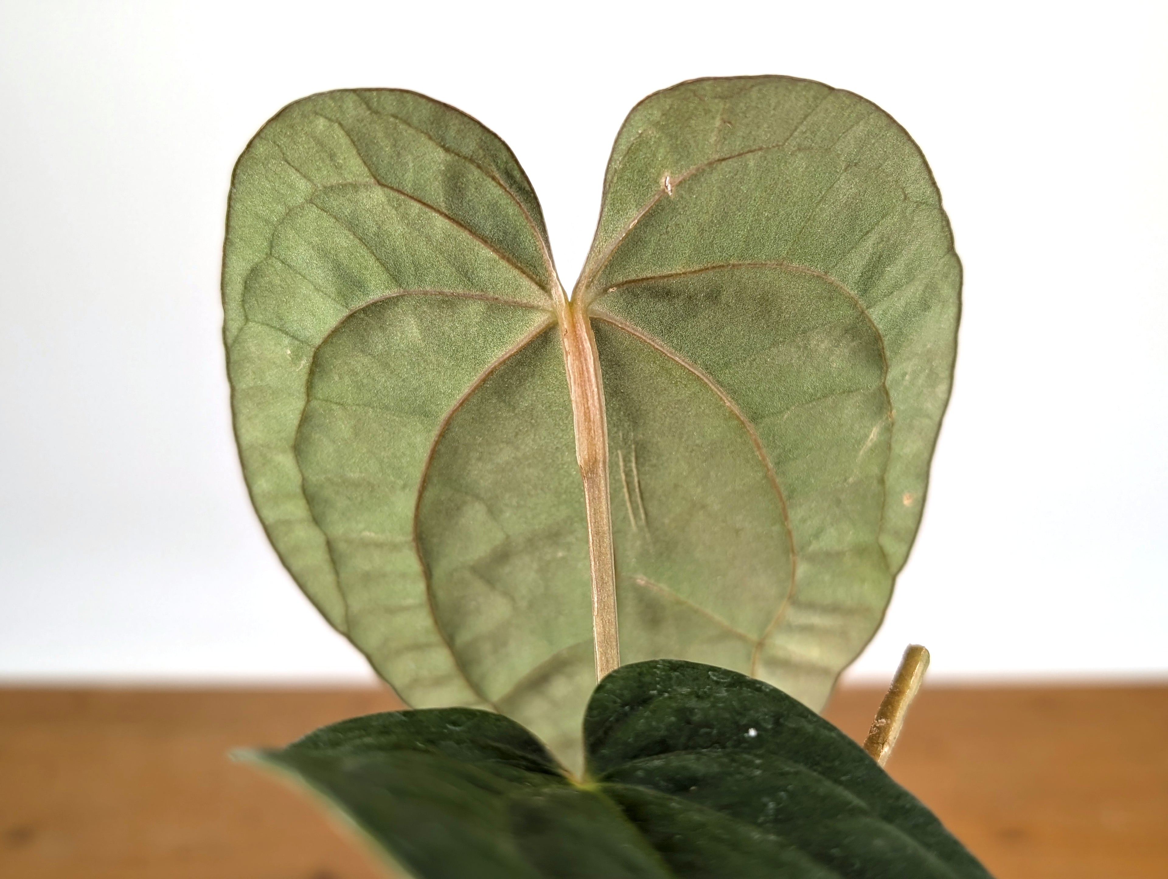 Anthurium Papillilaminum x Luxurians