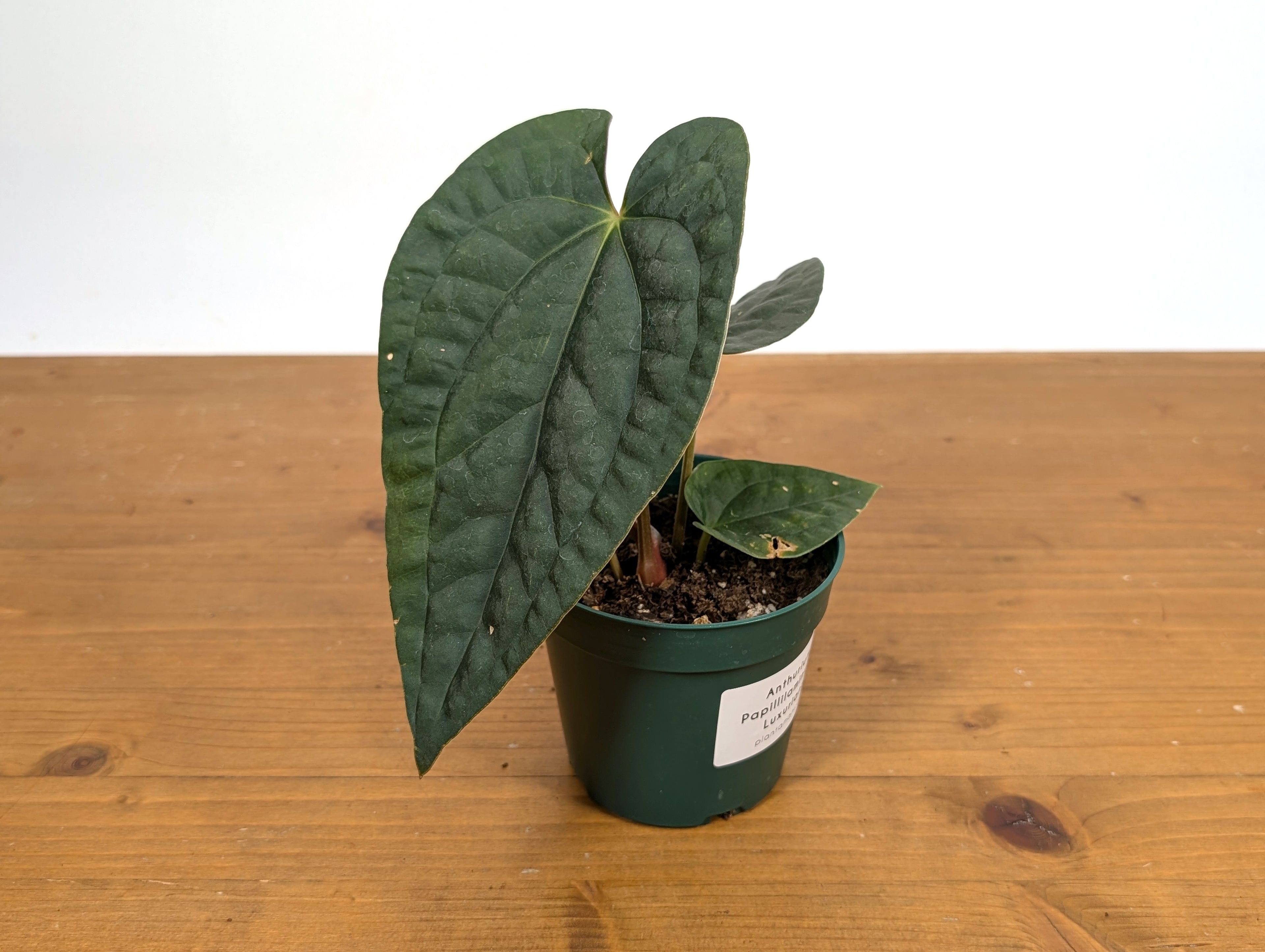 Anthurium Papillilaminum x Luxurians
