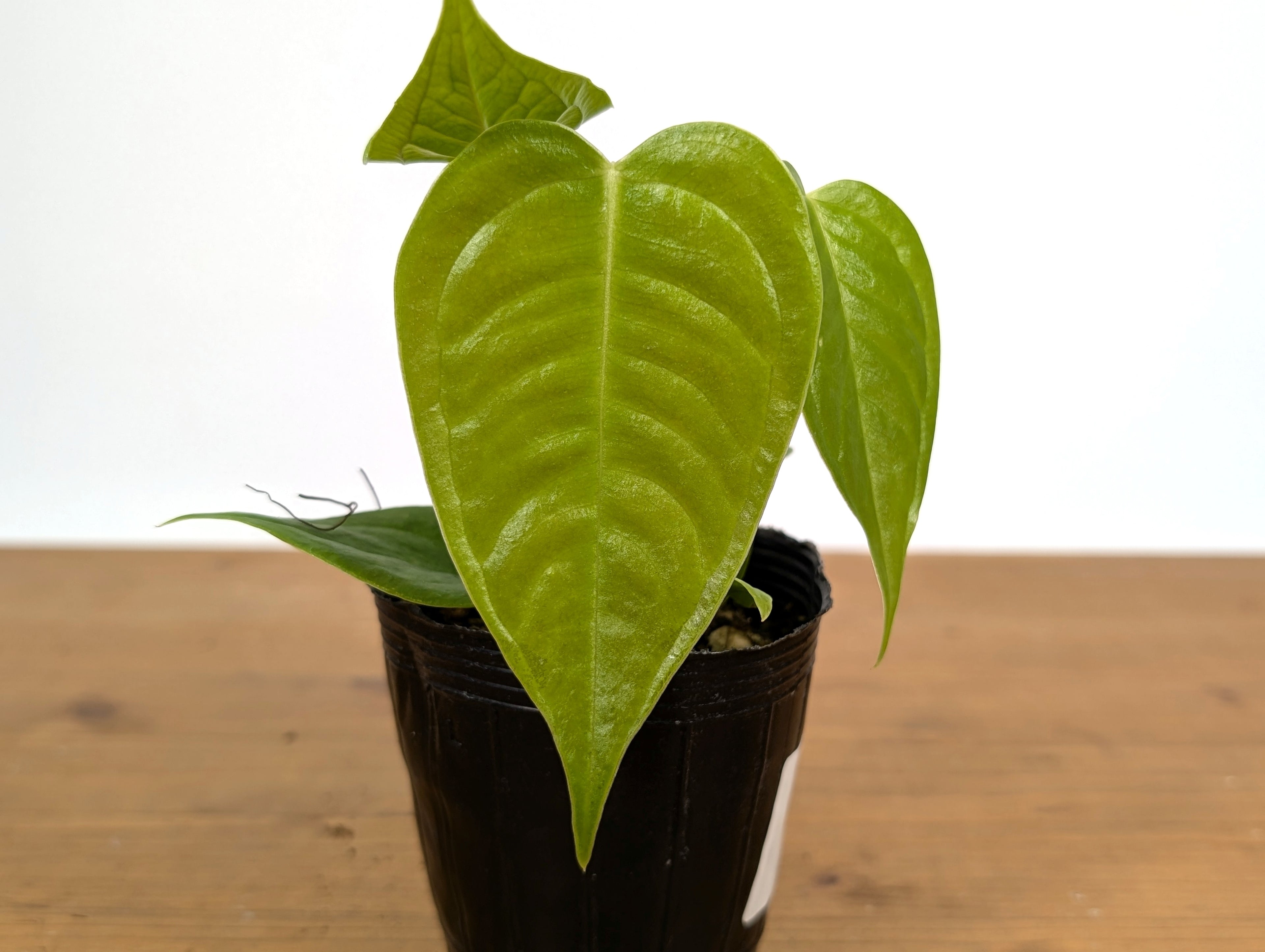RARE Philodendron Rugrosum x Rubrijuvenile (El Choco)
