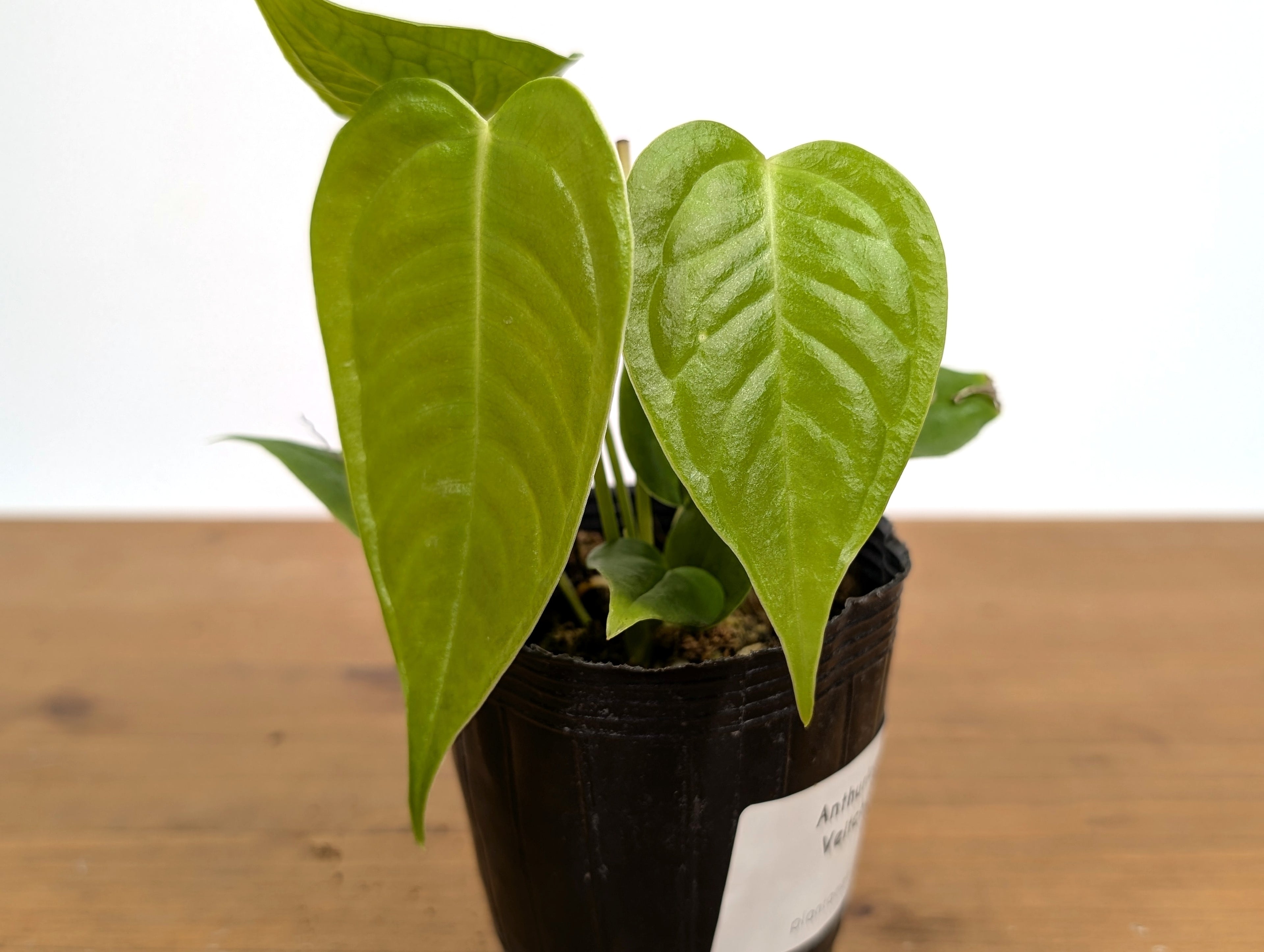 RARE Philodendron Rugrosum x Rubrijuvenile (El Choco)