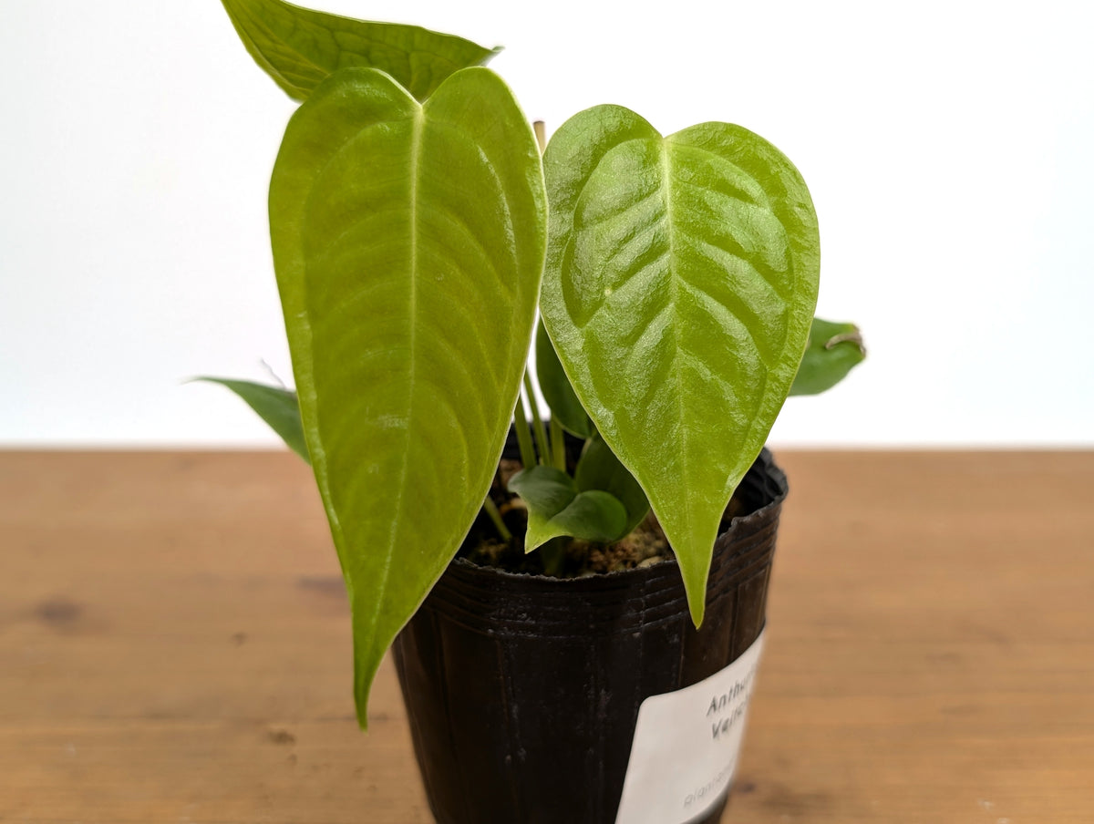 Anthurium Veitchii 'King'