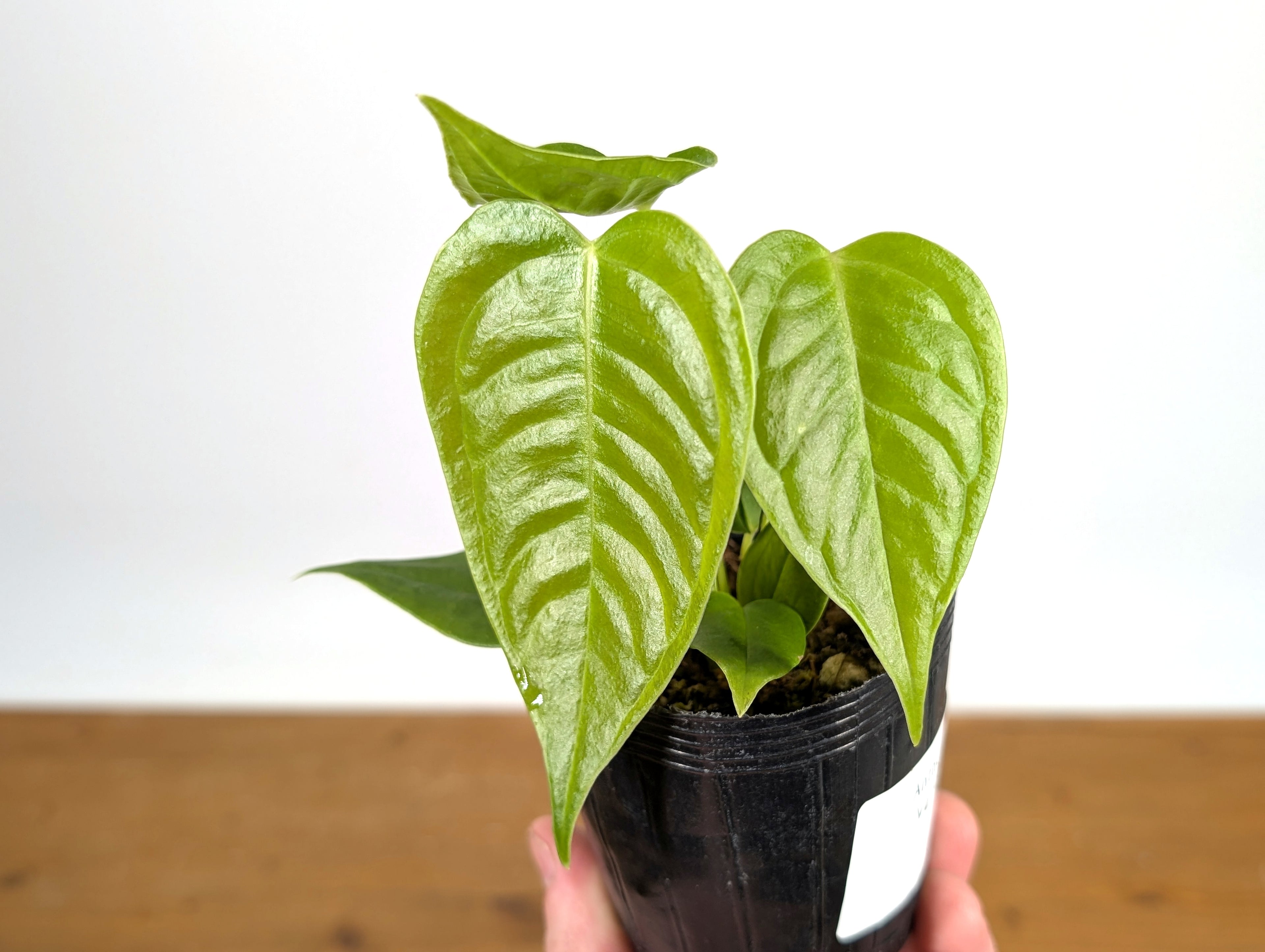 RARE Philodendron Rugrosum x Rubrijuvenile (El Choco)