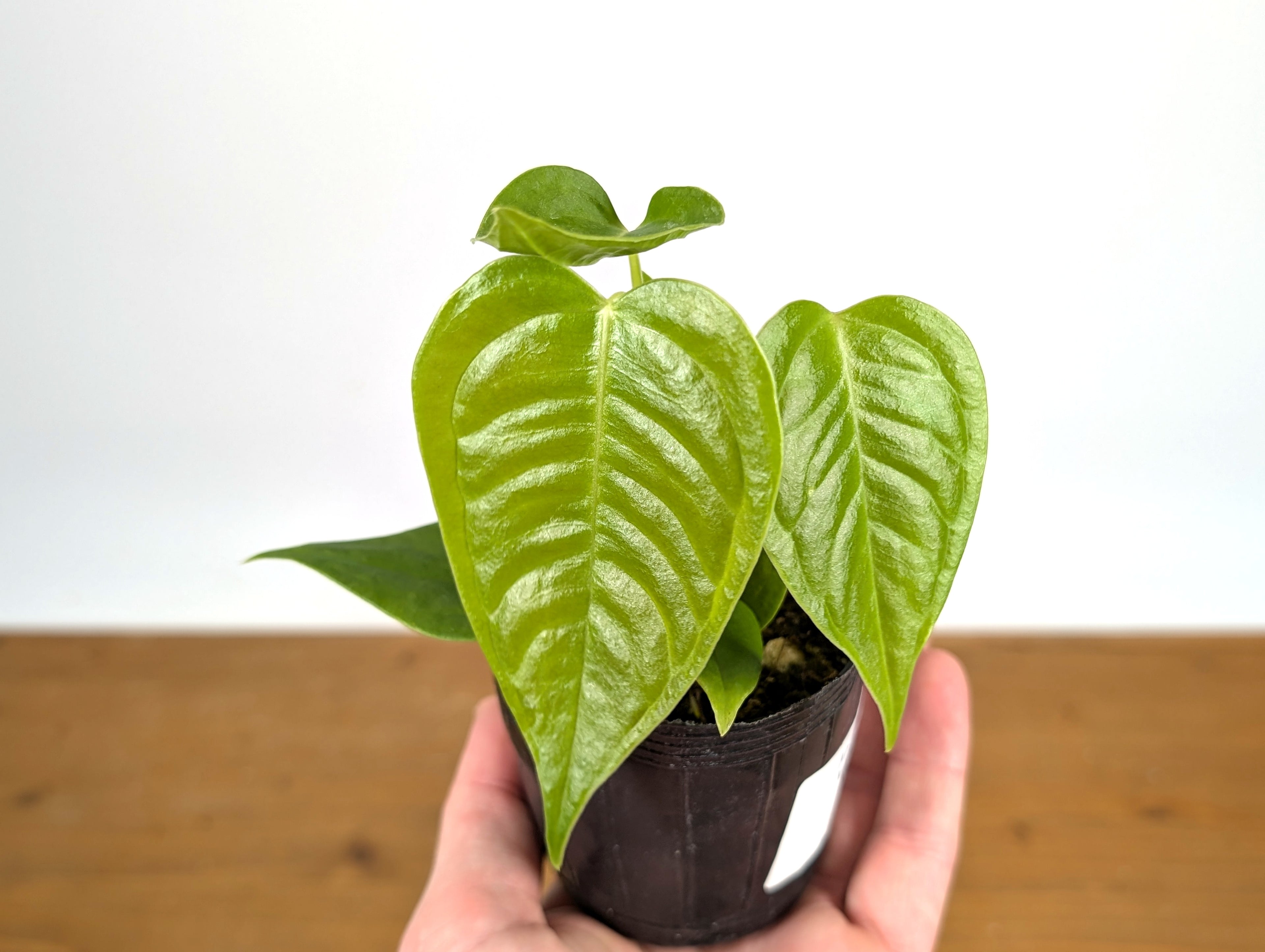 RARE Philodendron Rugrosum x Rubrijuvenile (El Choco)