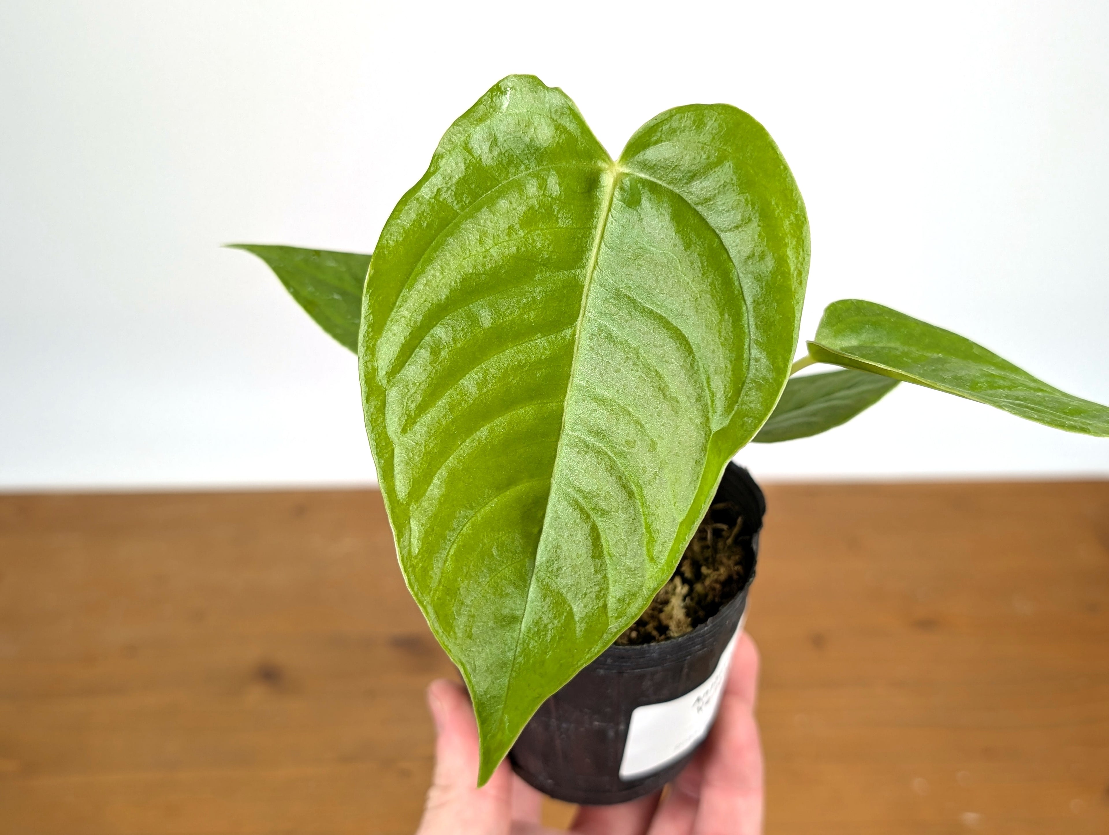 RARE Philodendron Rugrosum x Rubrijuvenile (El Choco)