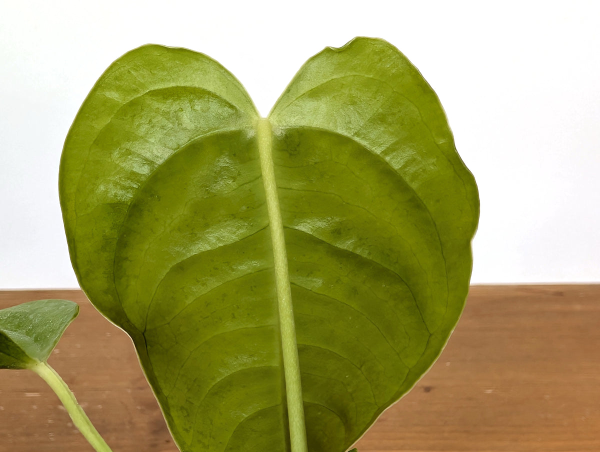 Anthurium Veitchii 'King'