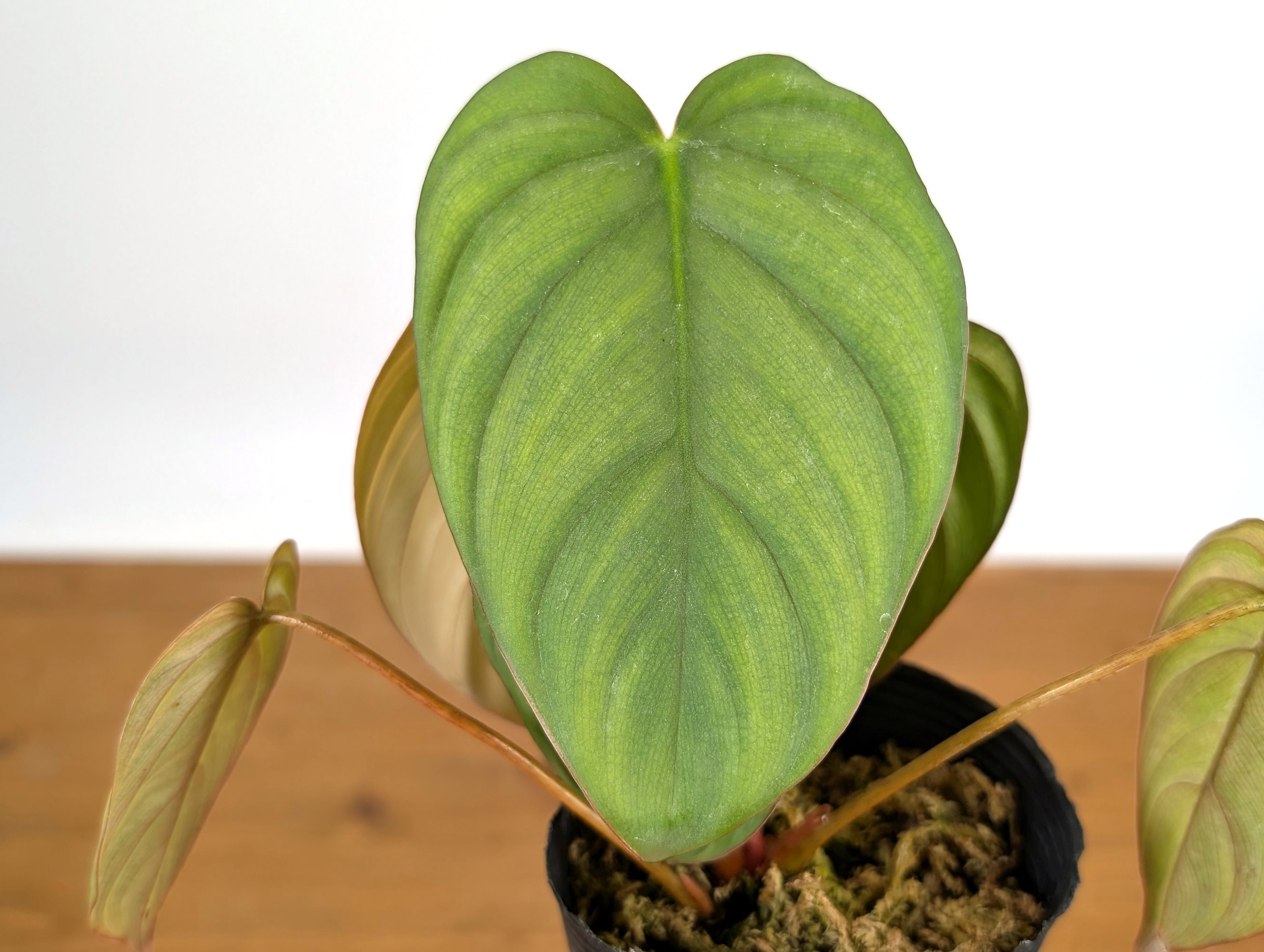 Philodendron sp Colombia Silver