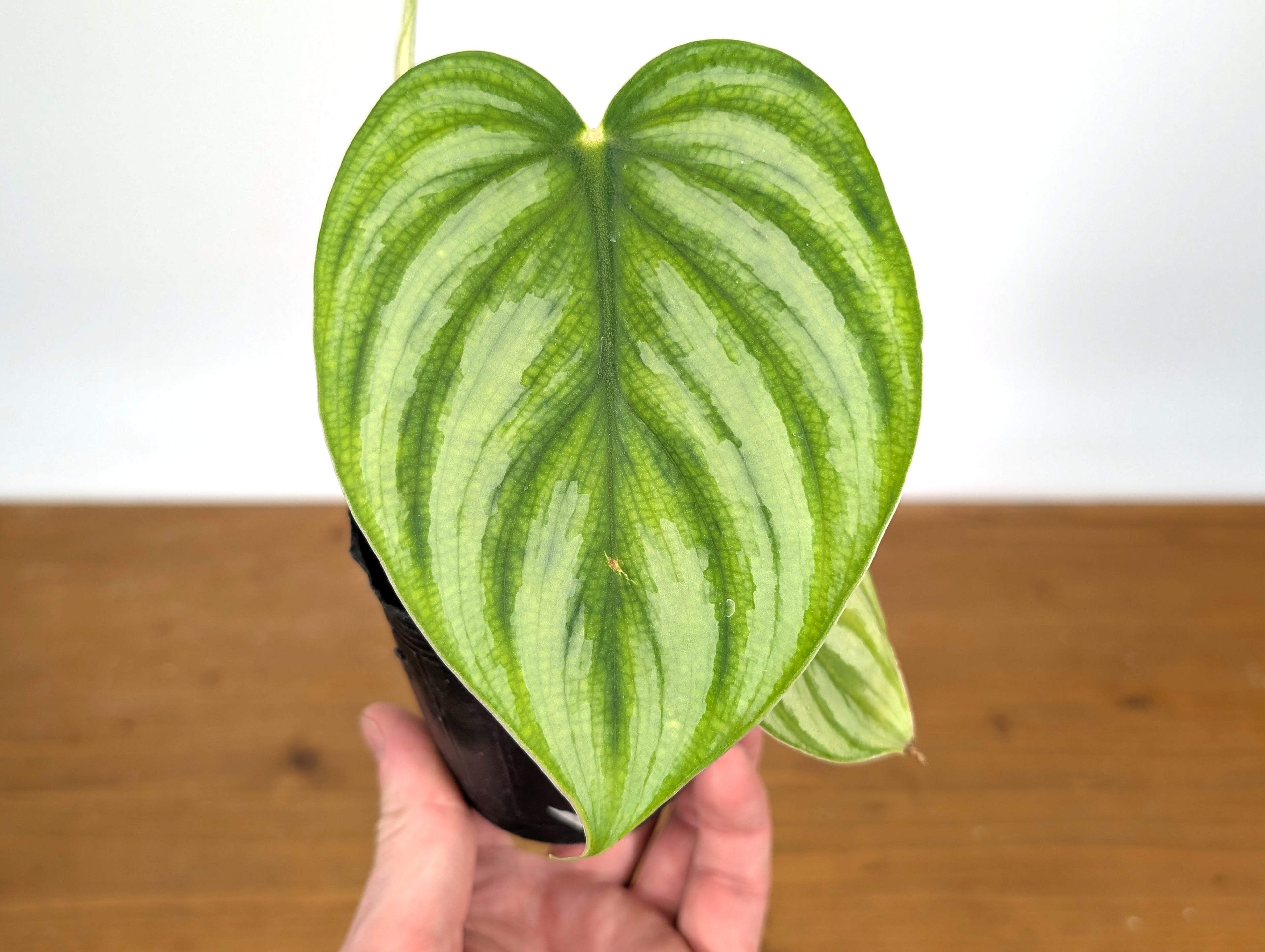 Philodendron Plowmanii Citrus