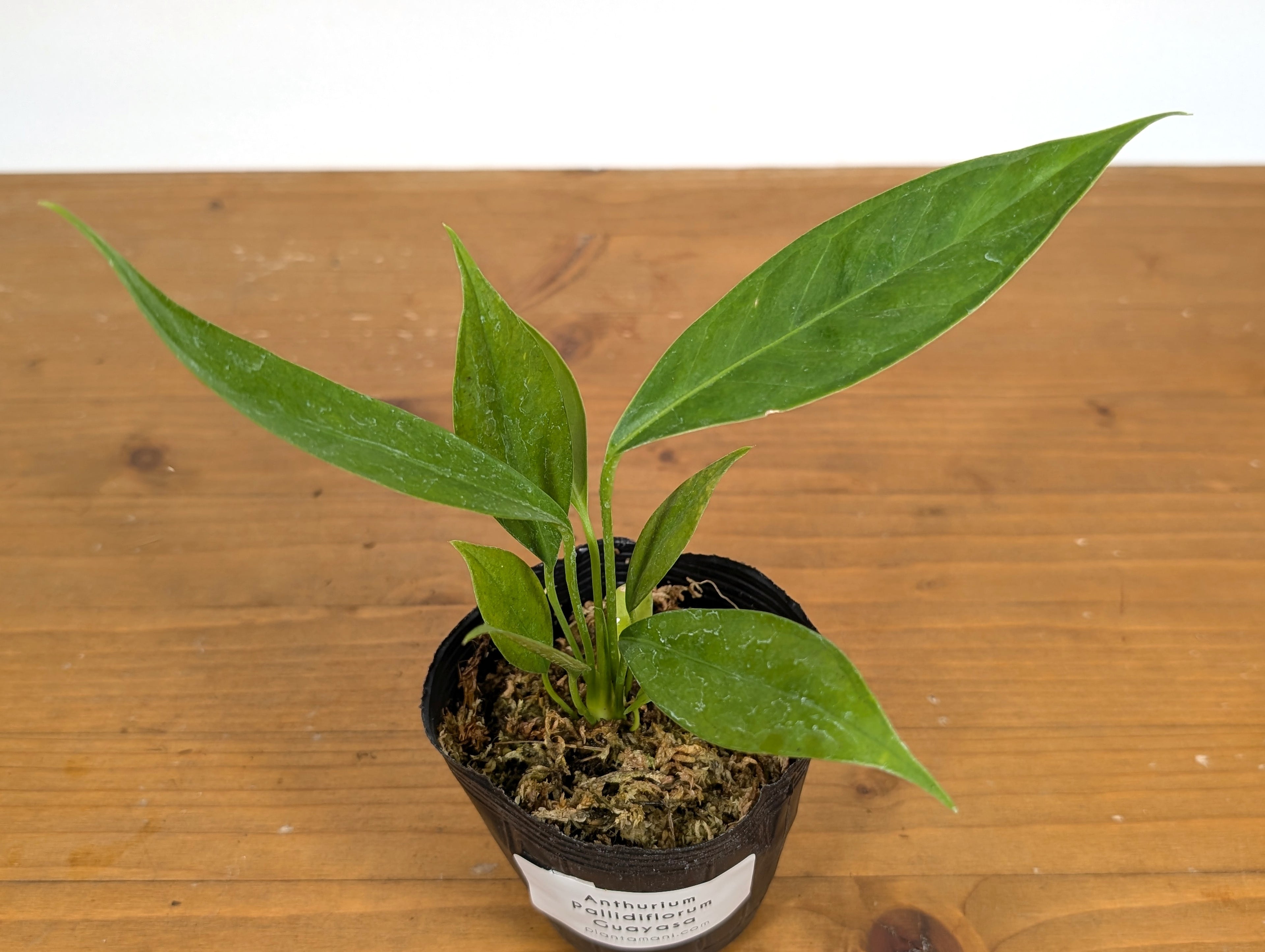 Anthurium Pallidiflorum Guazhalan &