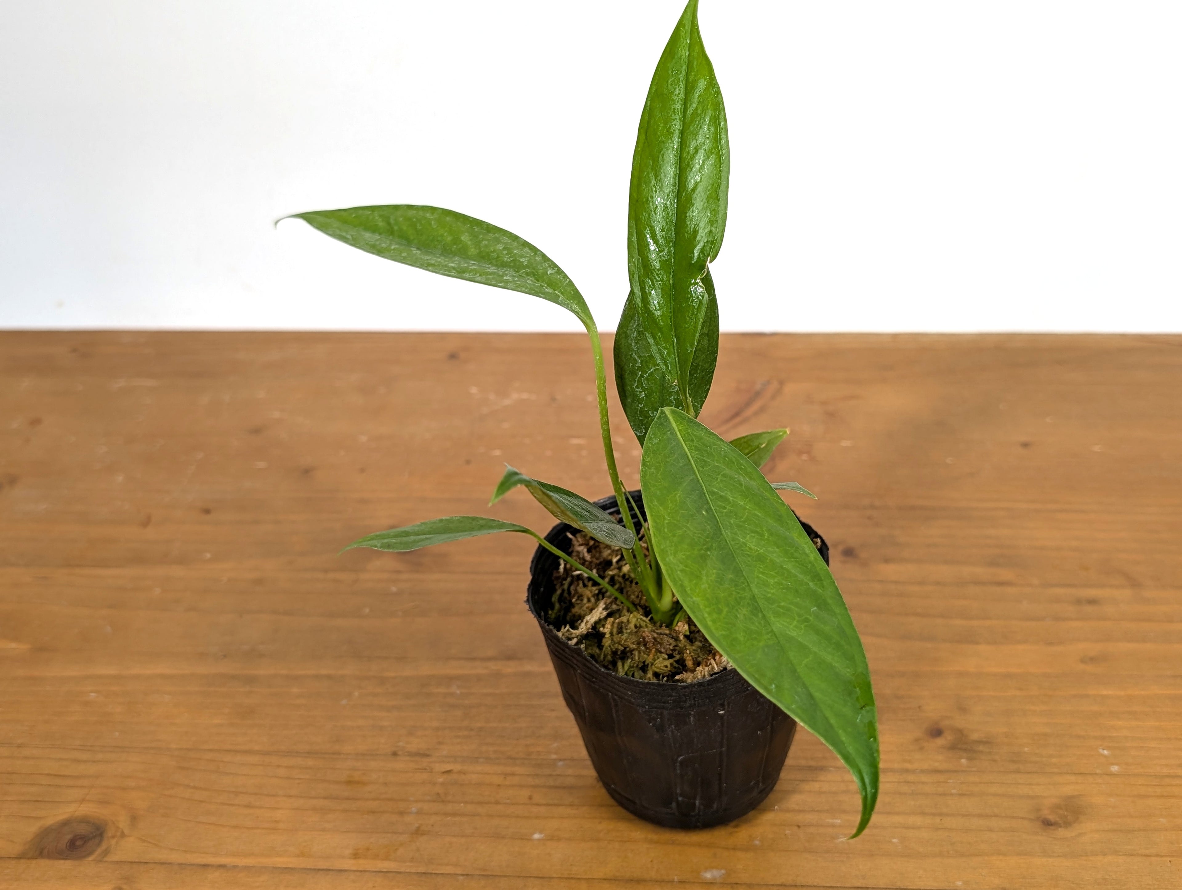 Anthurium Pallidiflorum Guazhalan &