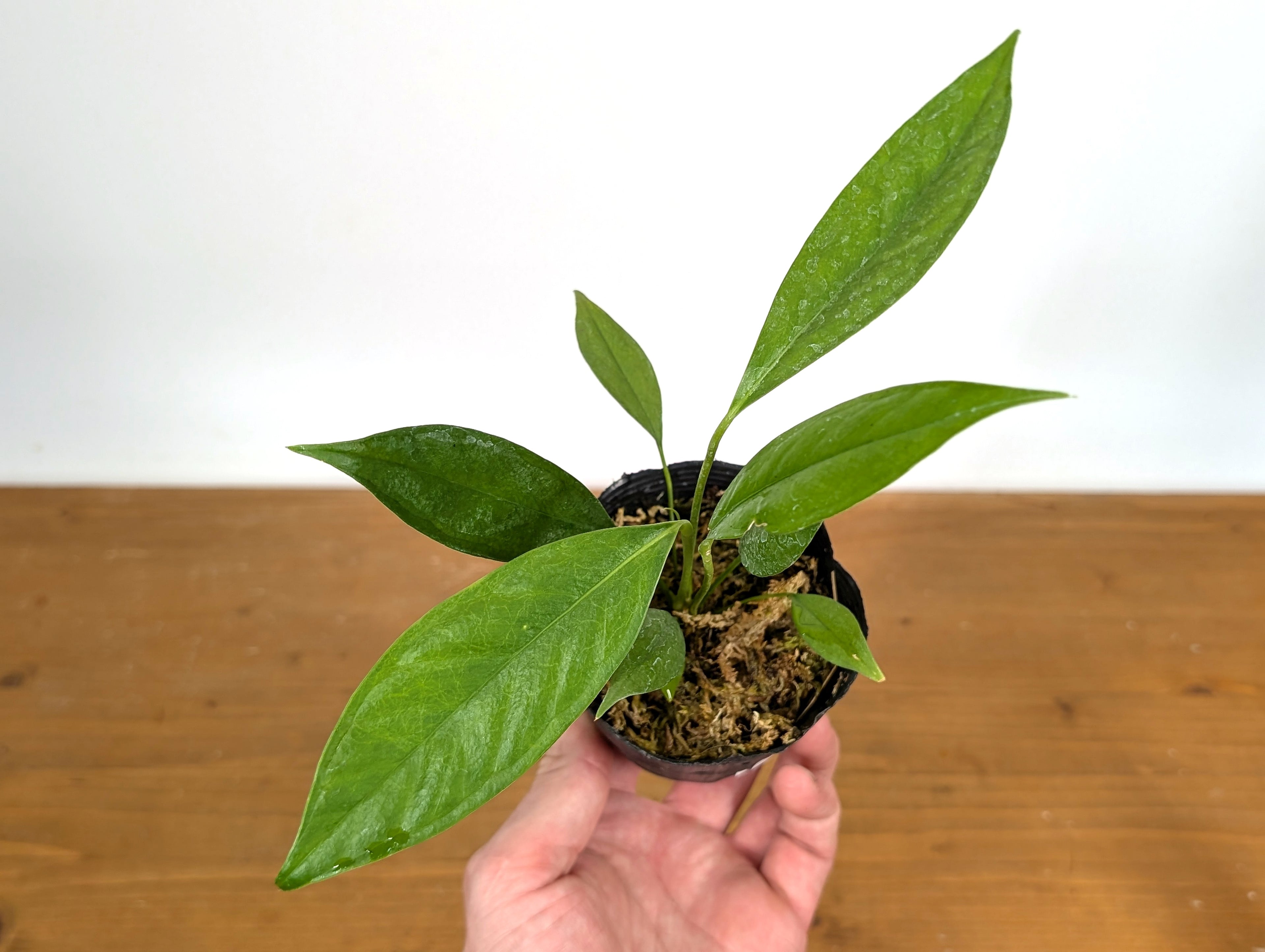 Anthurium Pallidiflorum Guazhalan &