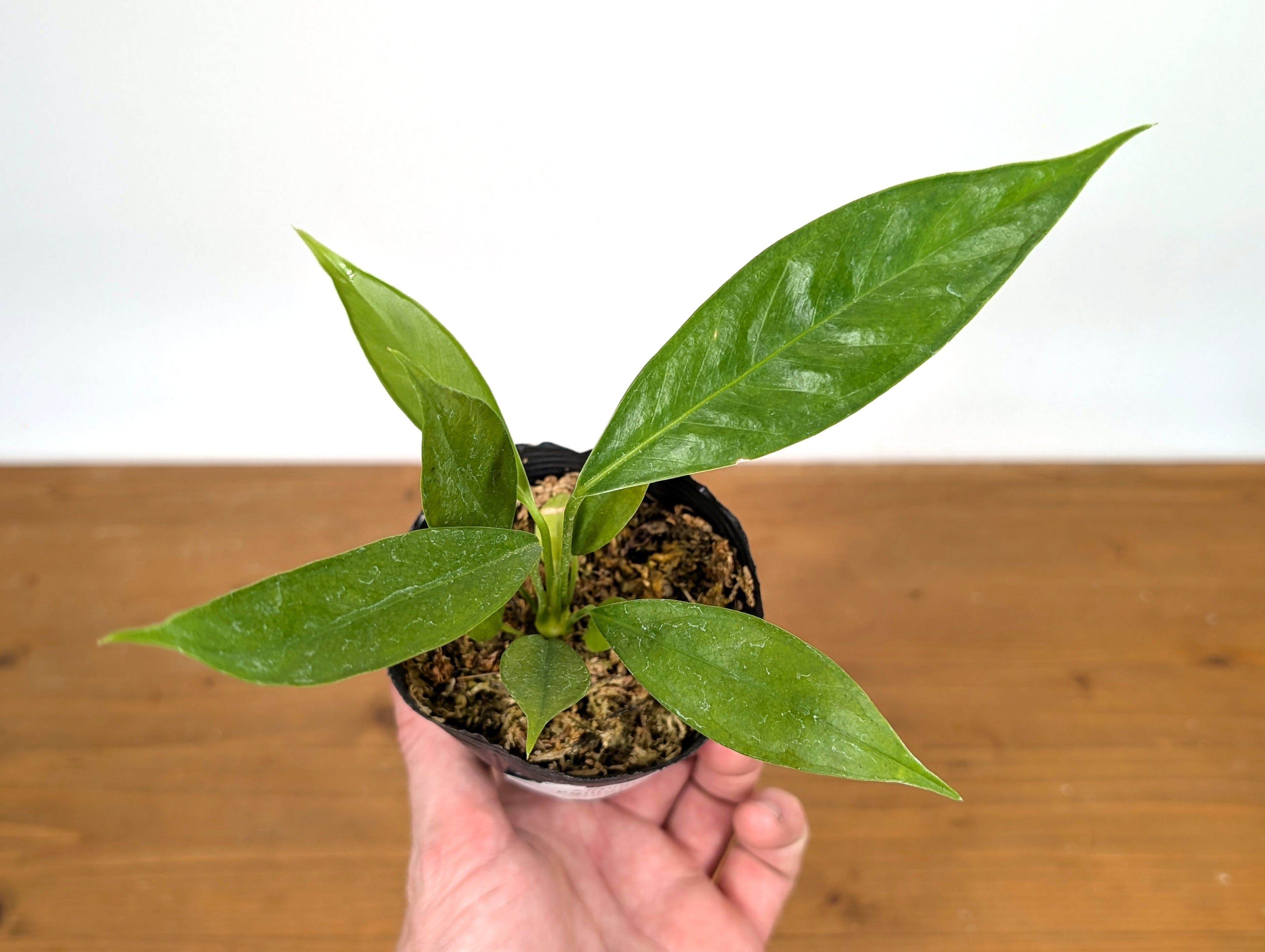 Anthurium Pallidiflorum Guazhalan &