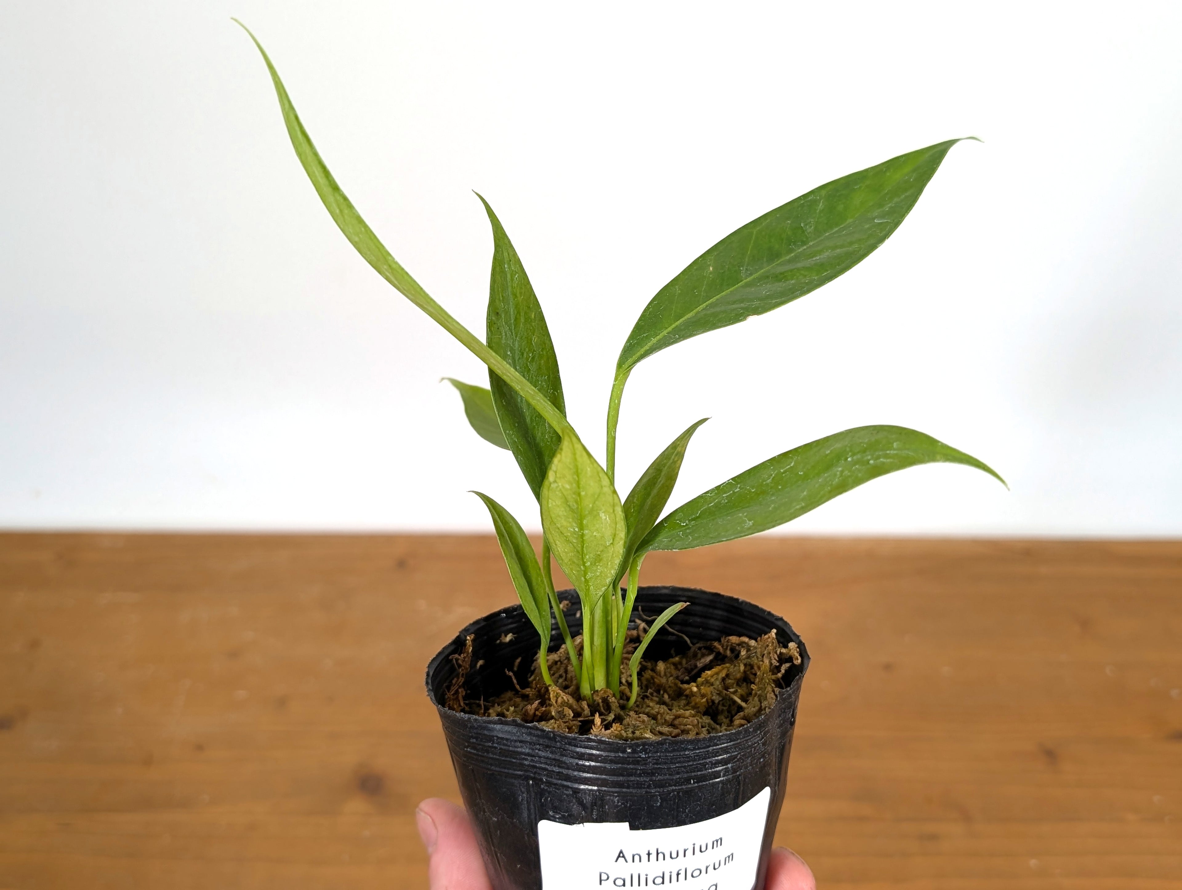 Anthurium Pallidiflorum Guazhalan &