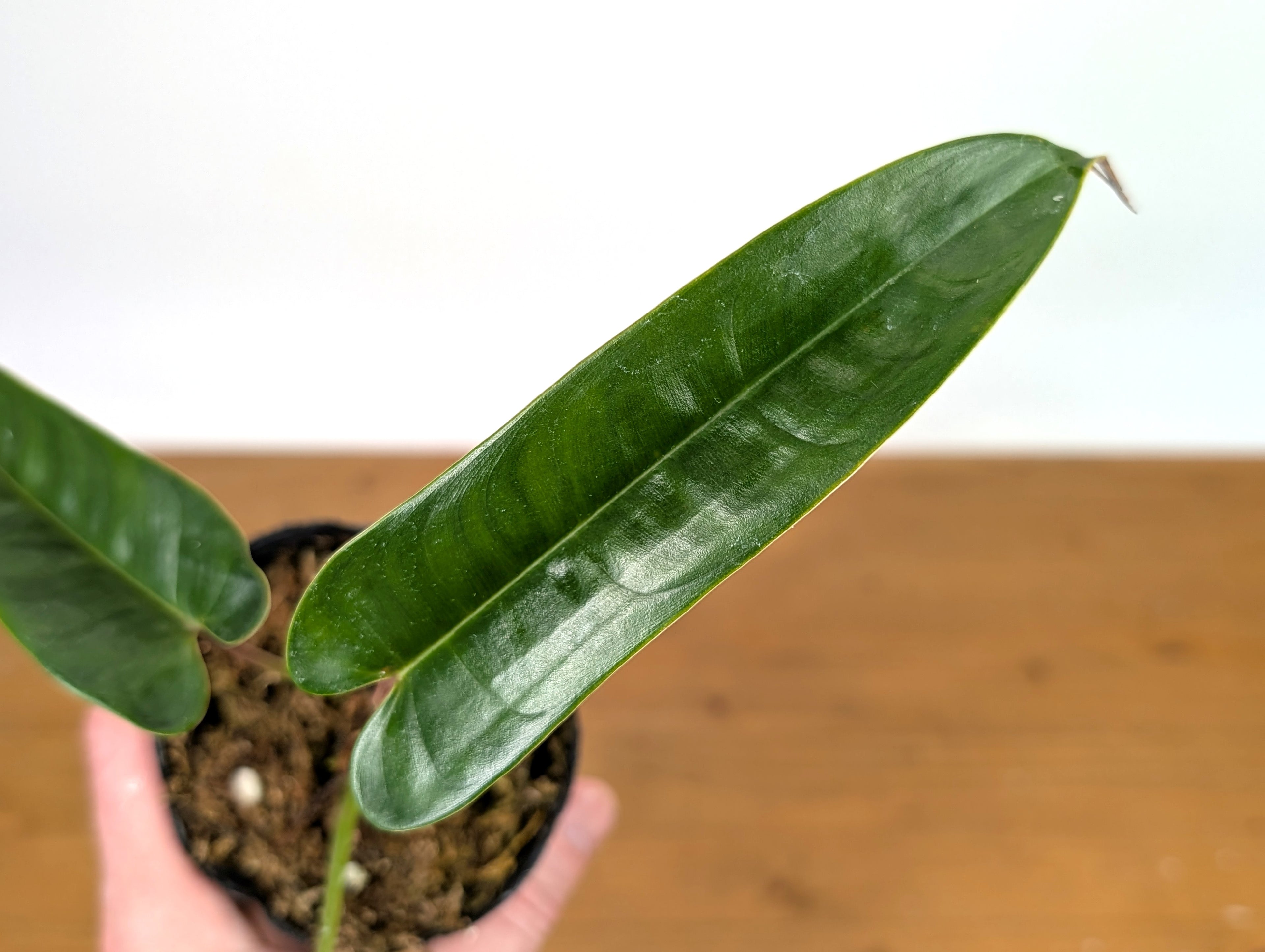 Philodendron Felix