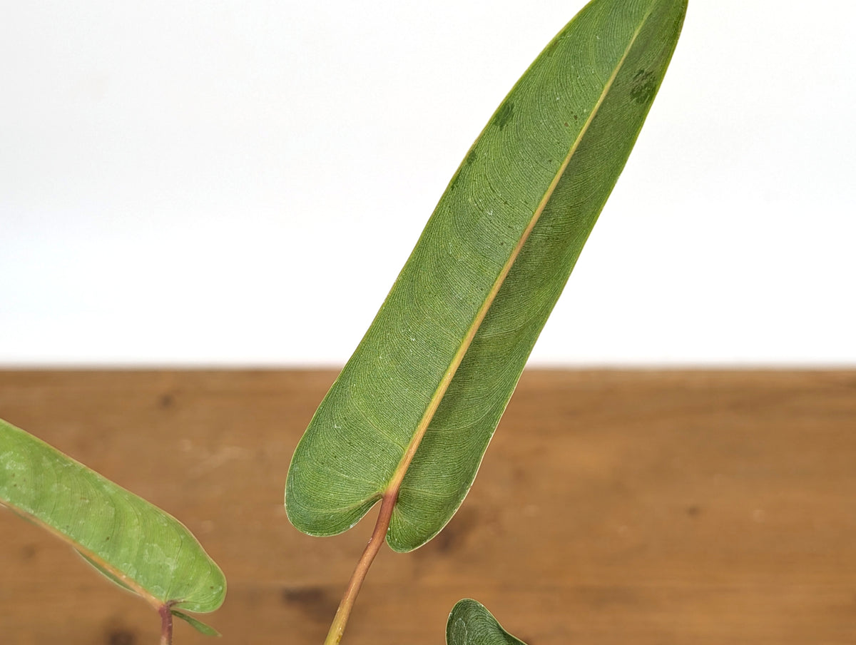 Philodendron sp. 'Felix'