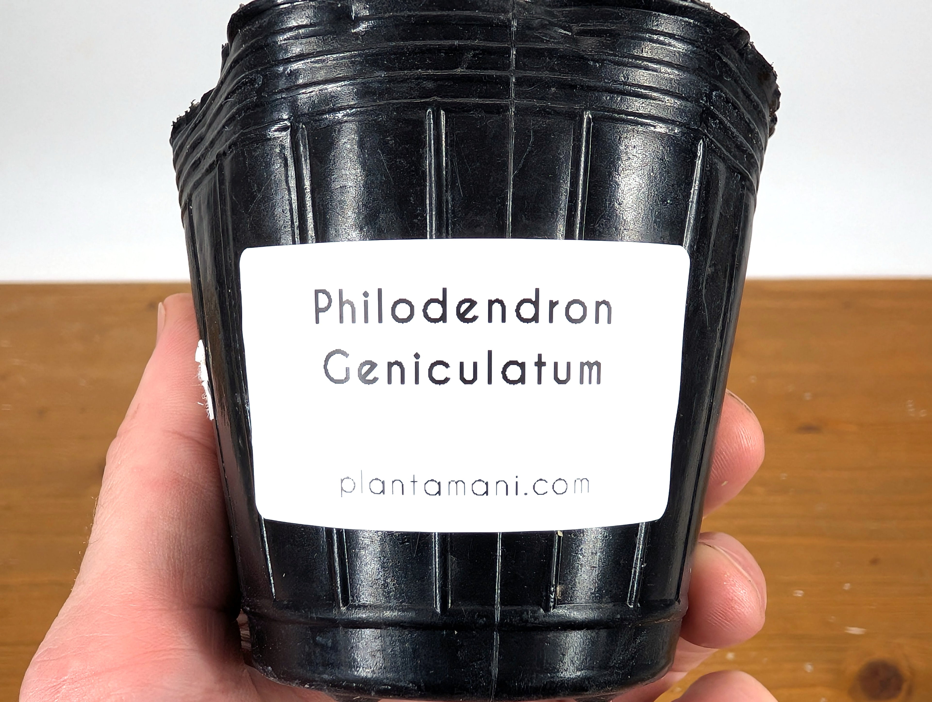 Philodendron Geniculatum