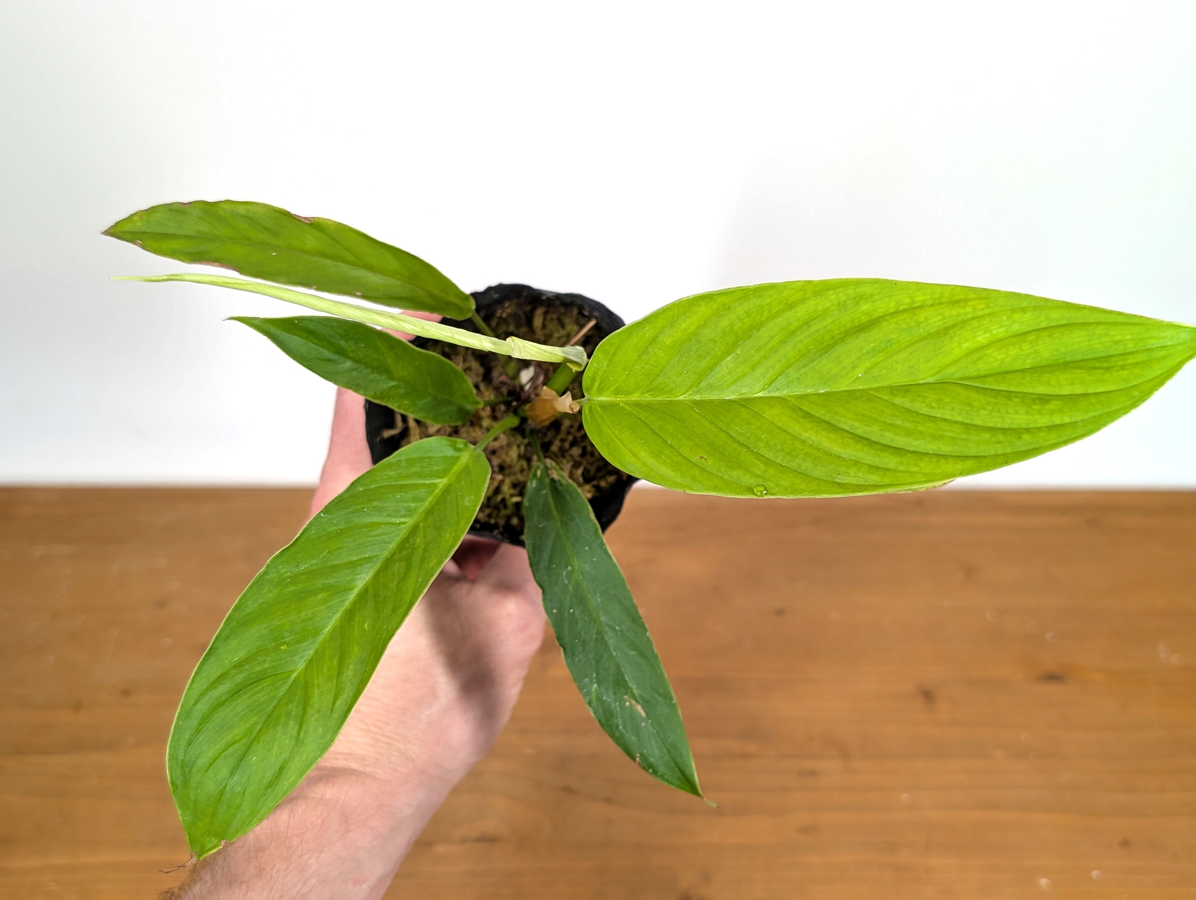 Philodendron Geniculatum