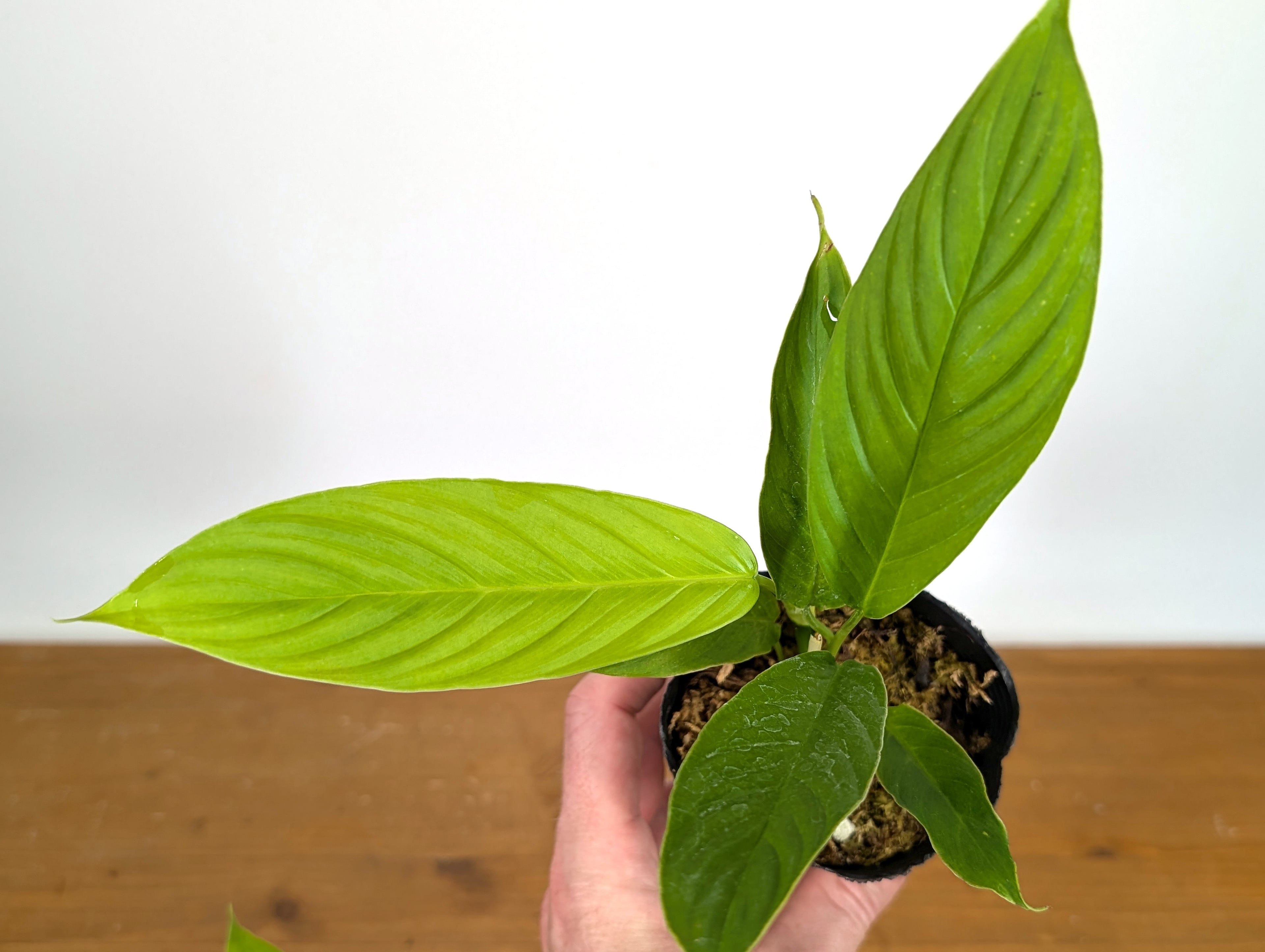 Philodendron Geniculatum