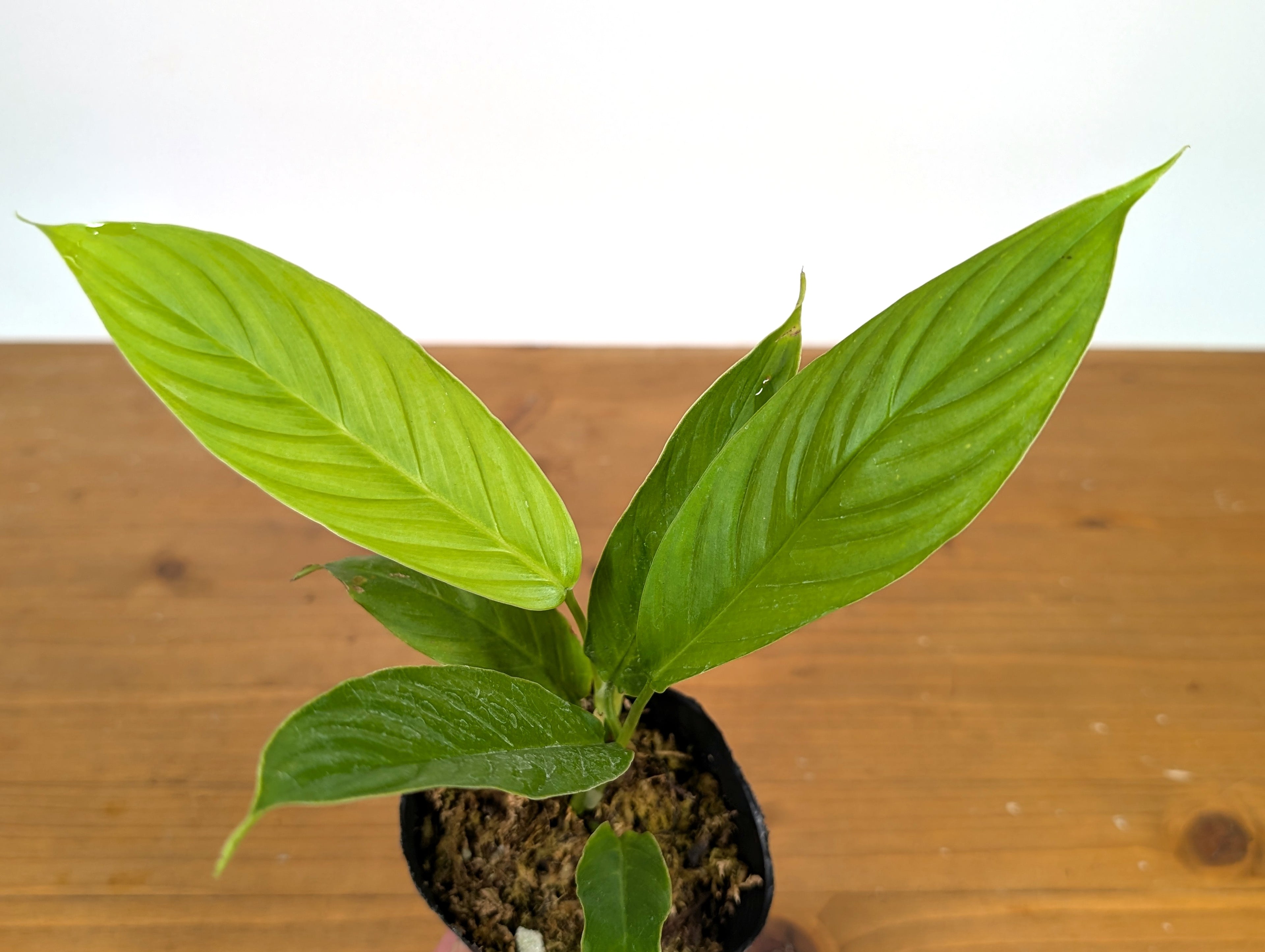 Philodendron Geniculatum