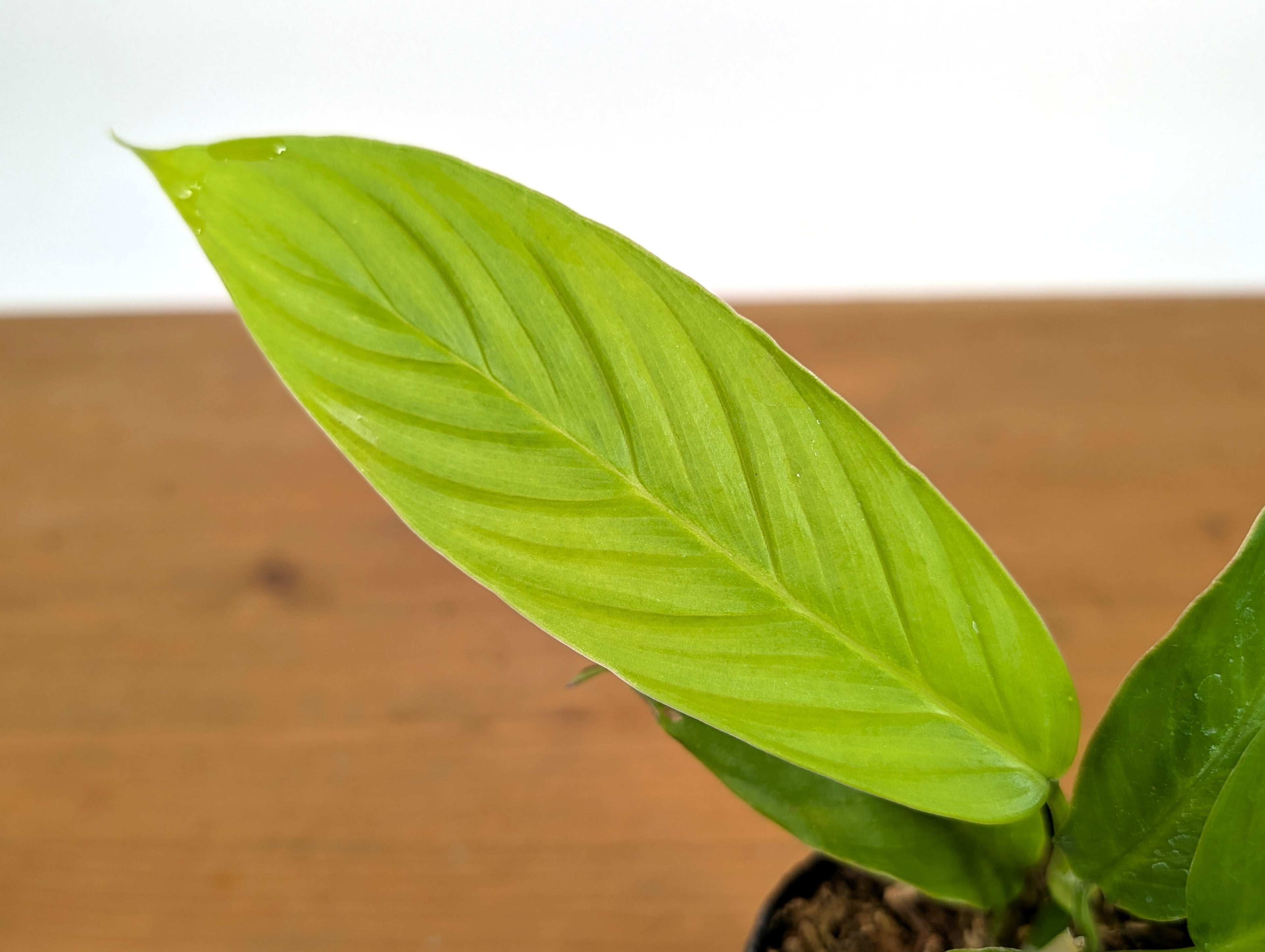 Philodendron Geniculatum