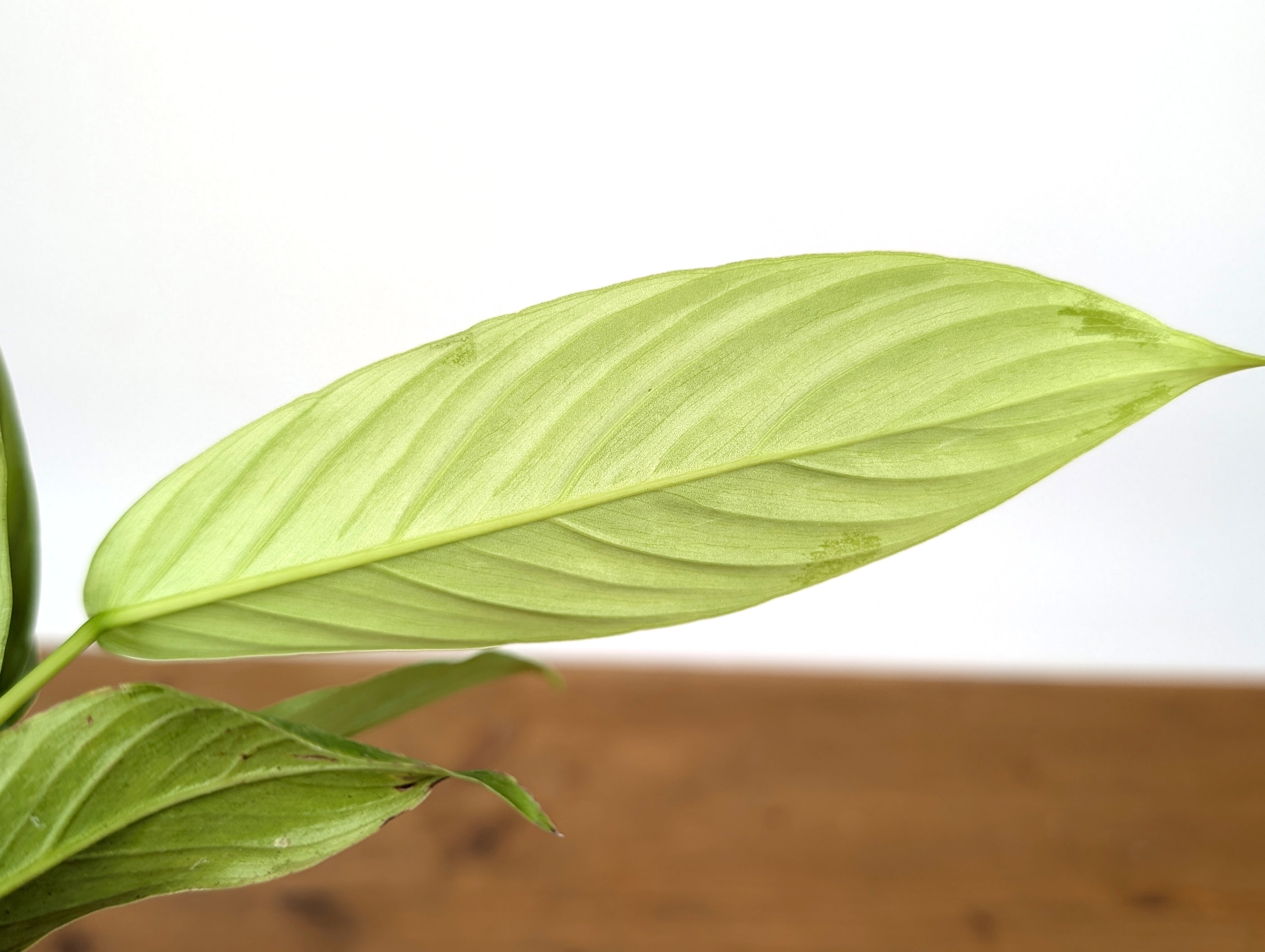 Philodendron Geniculatum