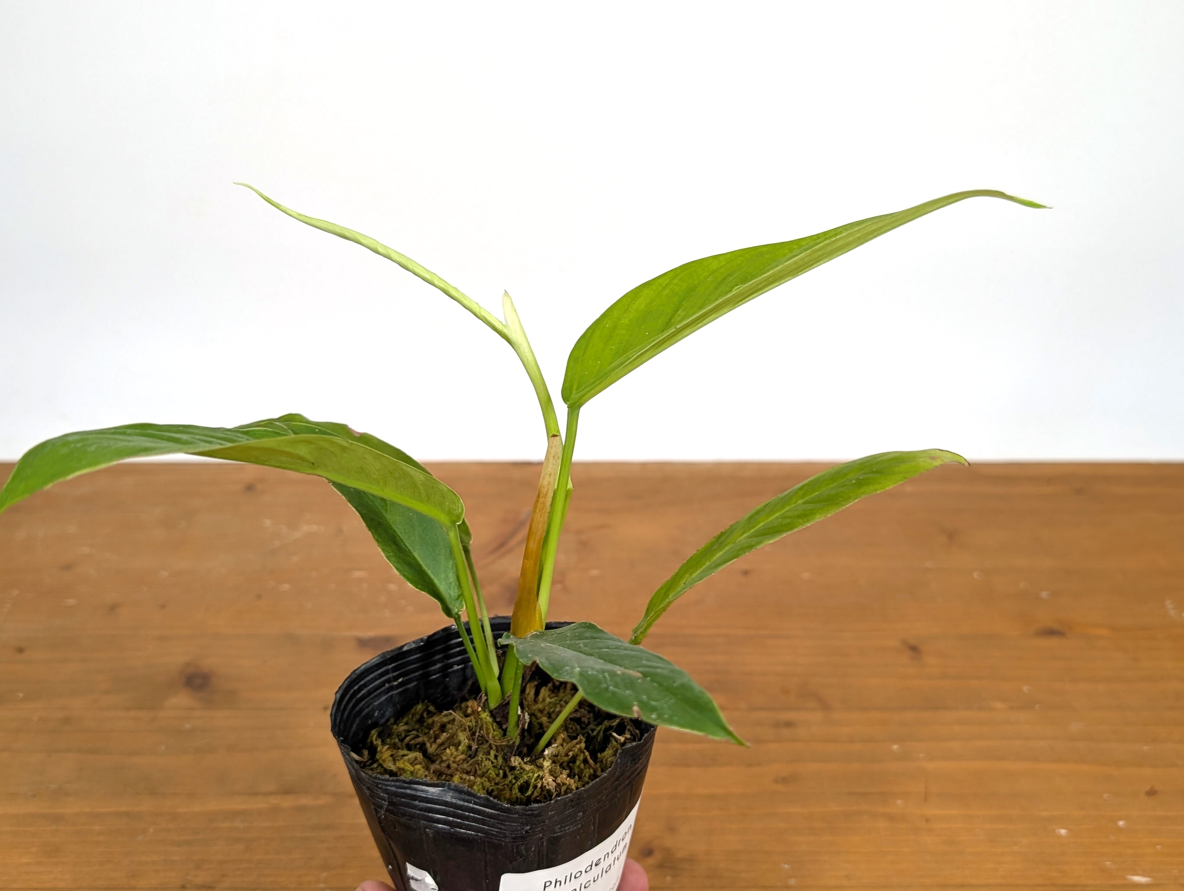 Philodendron Geniculatum