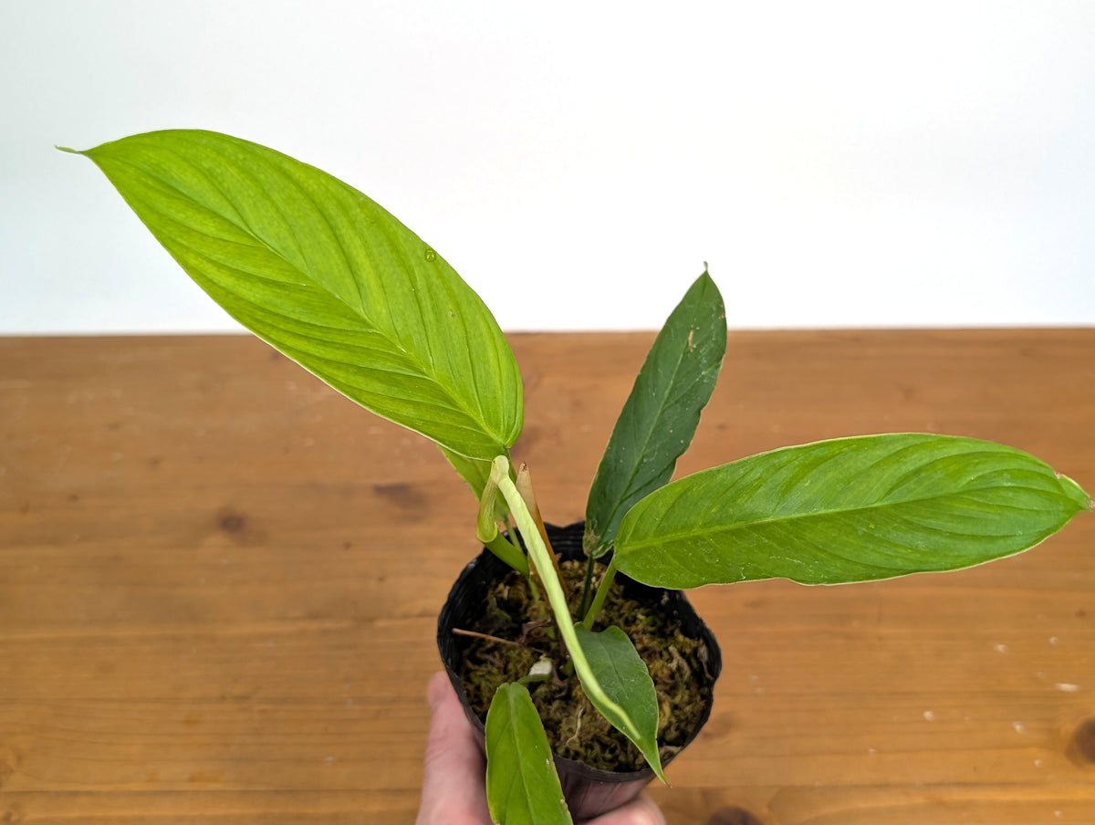 Philodendron Geniculatum