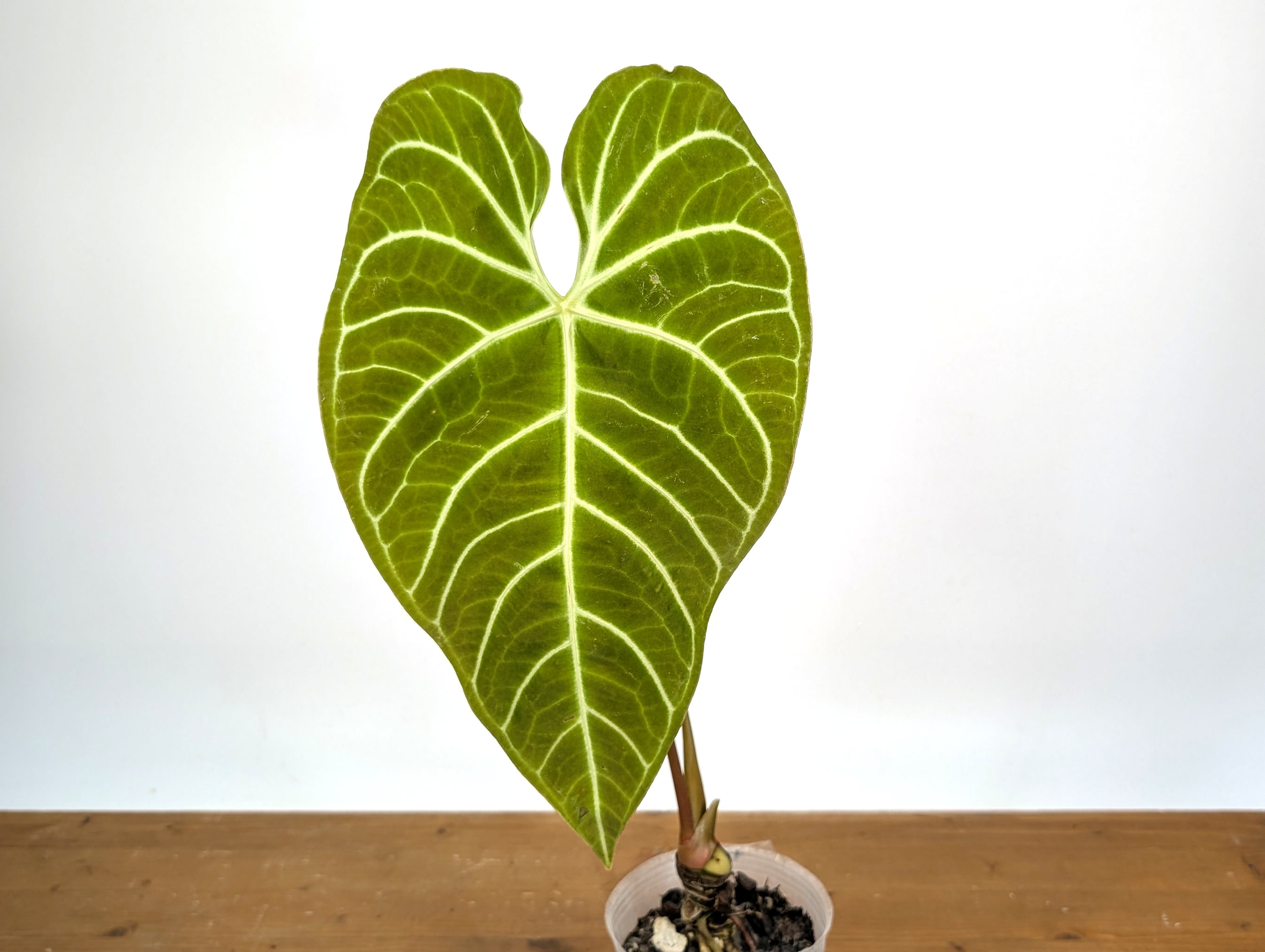 Anthurium Regale