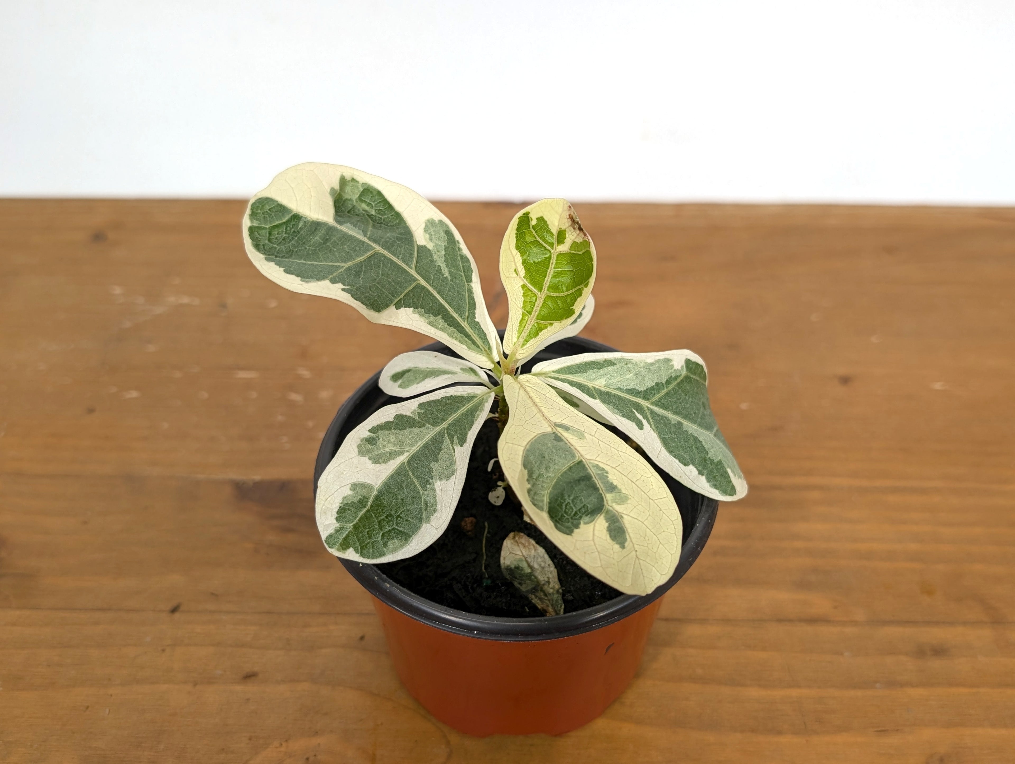 Ficus Lyrata Varieagated Fiddle Leaf Fig