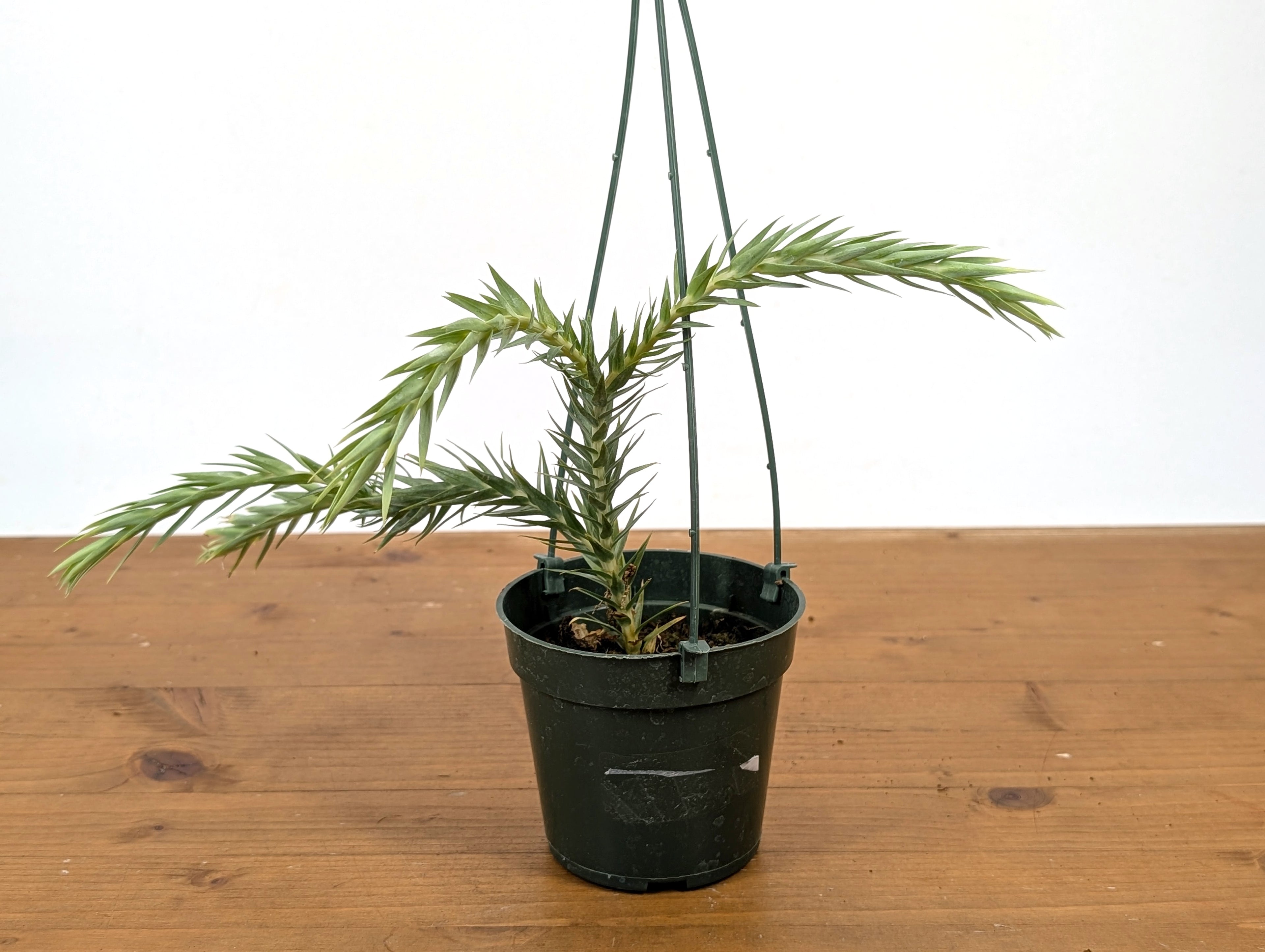 Huperzia Goebelii | Blue Tassel Fern | Goebel&