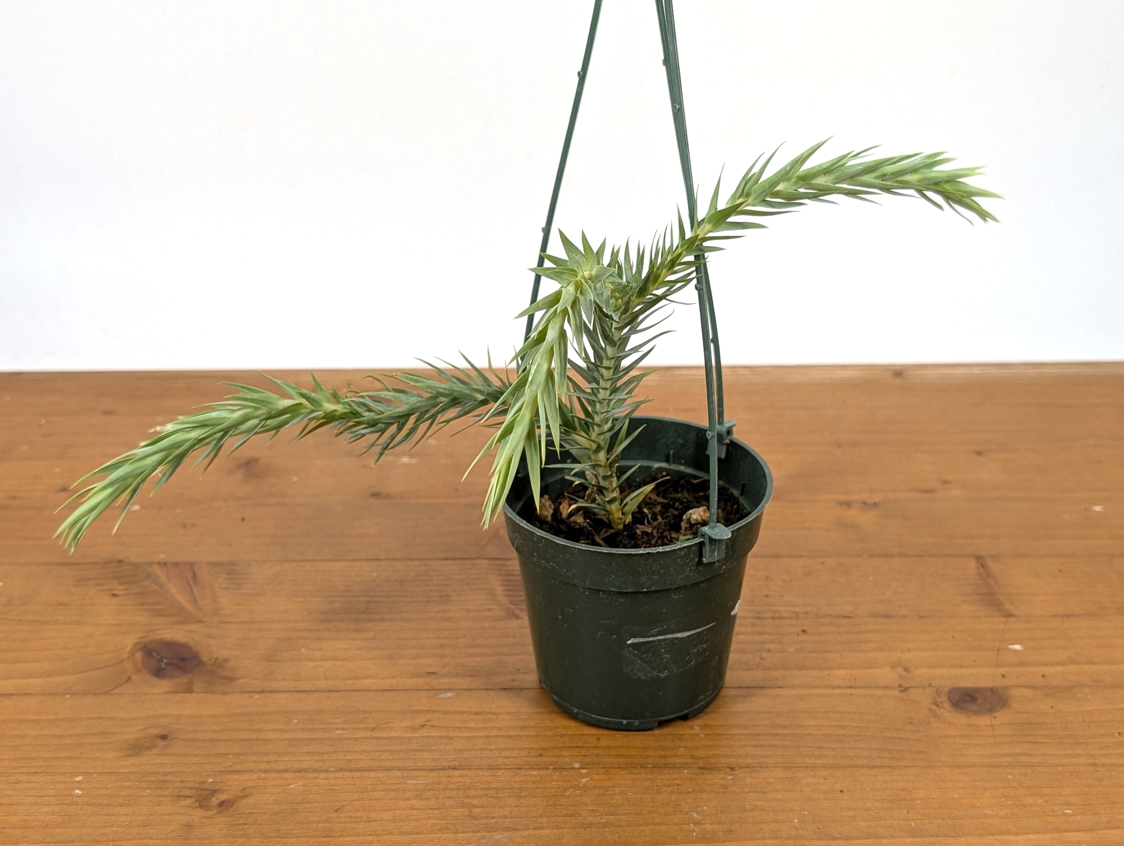 Huperzia Goebelii | Blue Tassel Fern | Goebel&