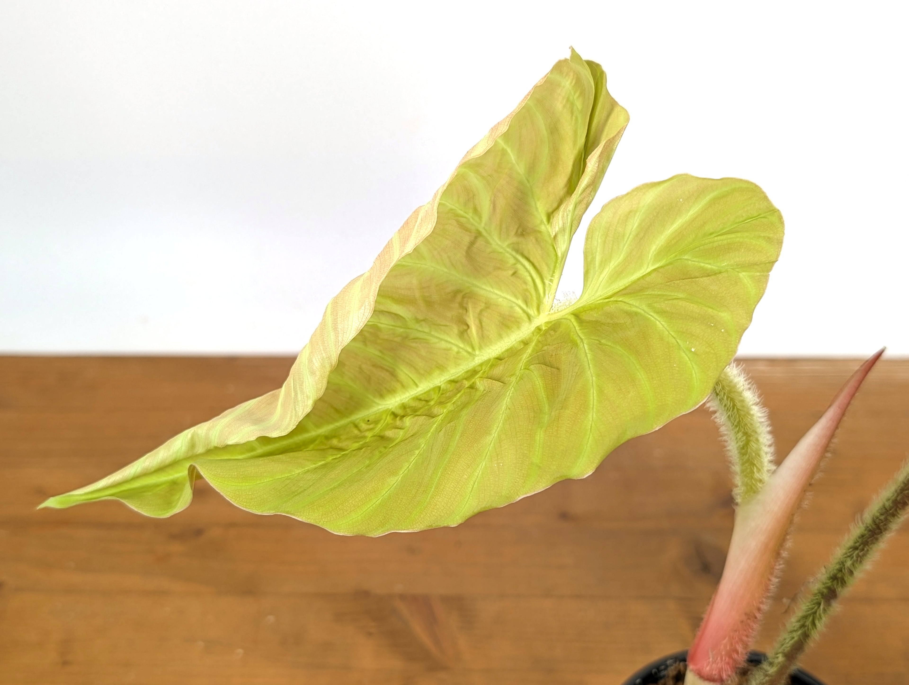 Philodendron Serpens x Verrucosum